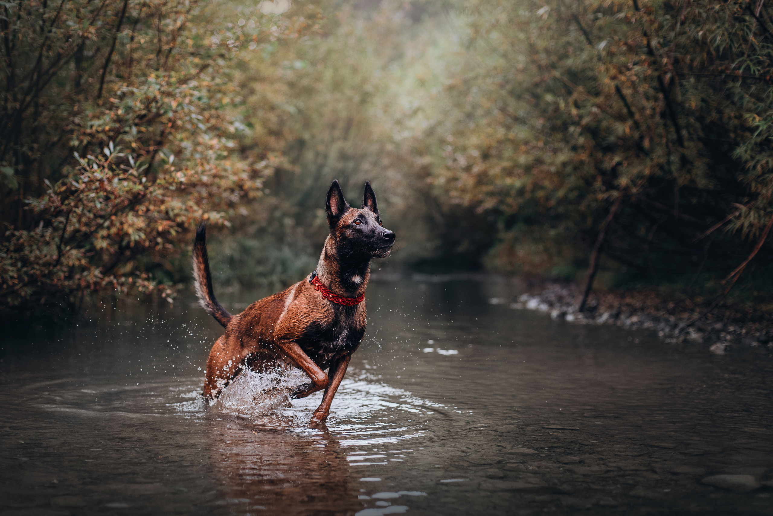 Амут: кеесхонд Верона, малинуа Бэрри, Юля и Леша. Портфолио