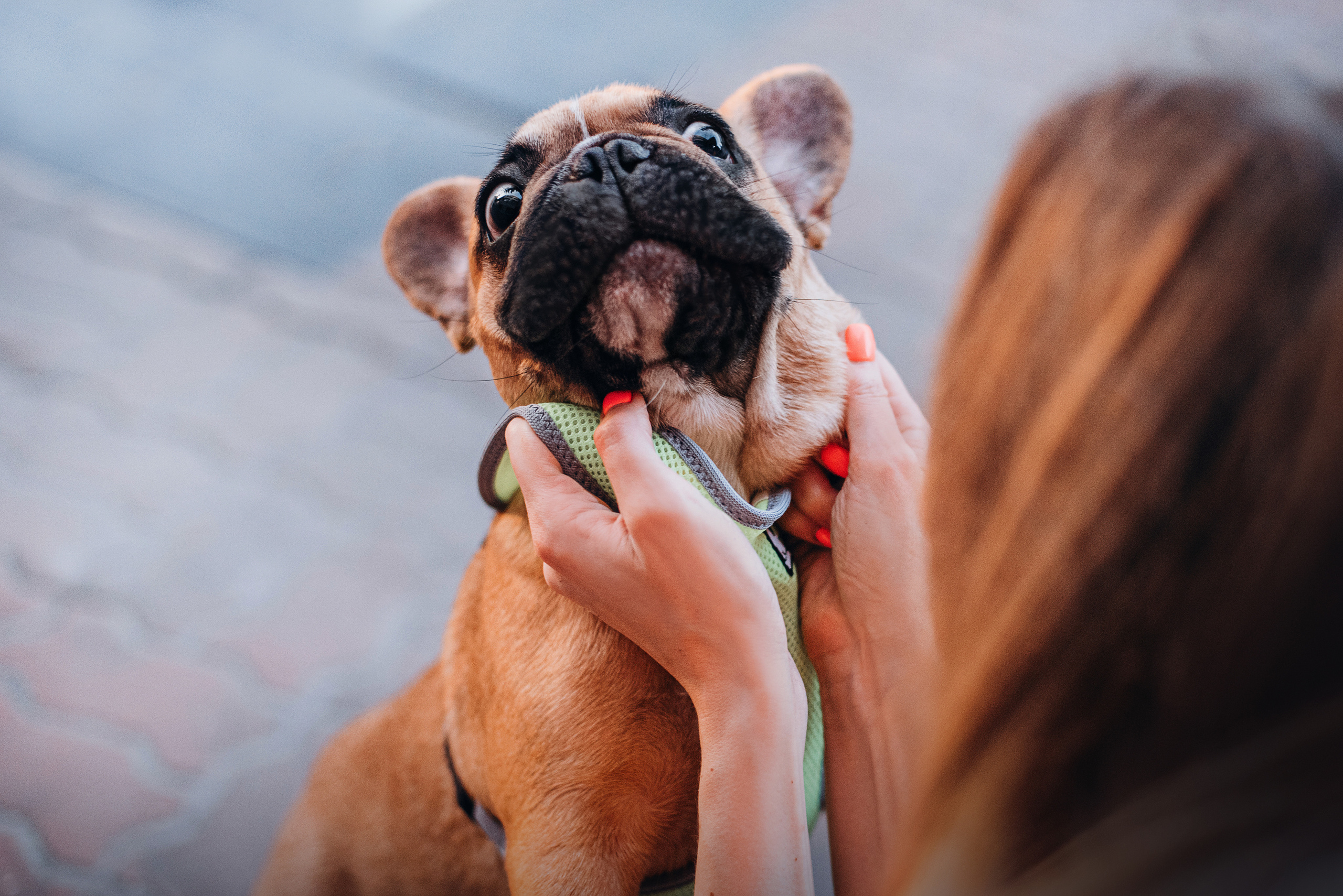 Рассвет в городе: французские бульдоги Лео и Фрэнк и Алена. Портфолио