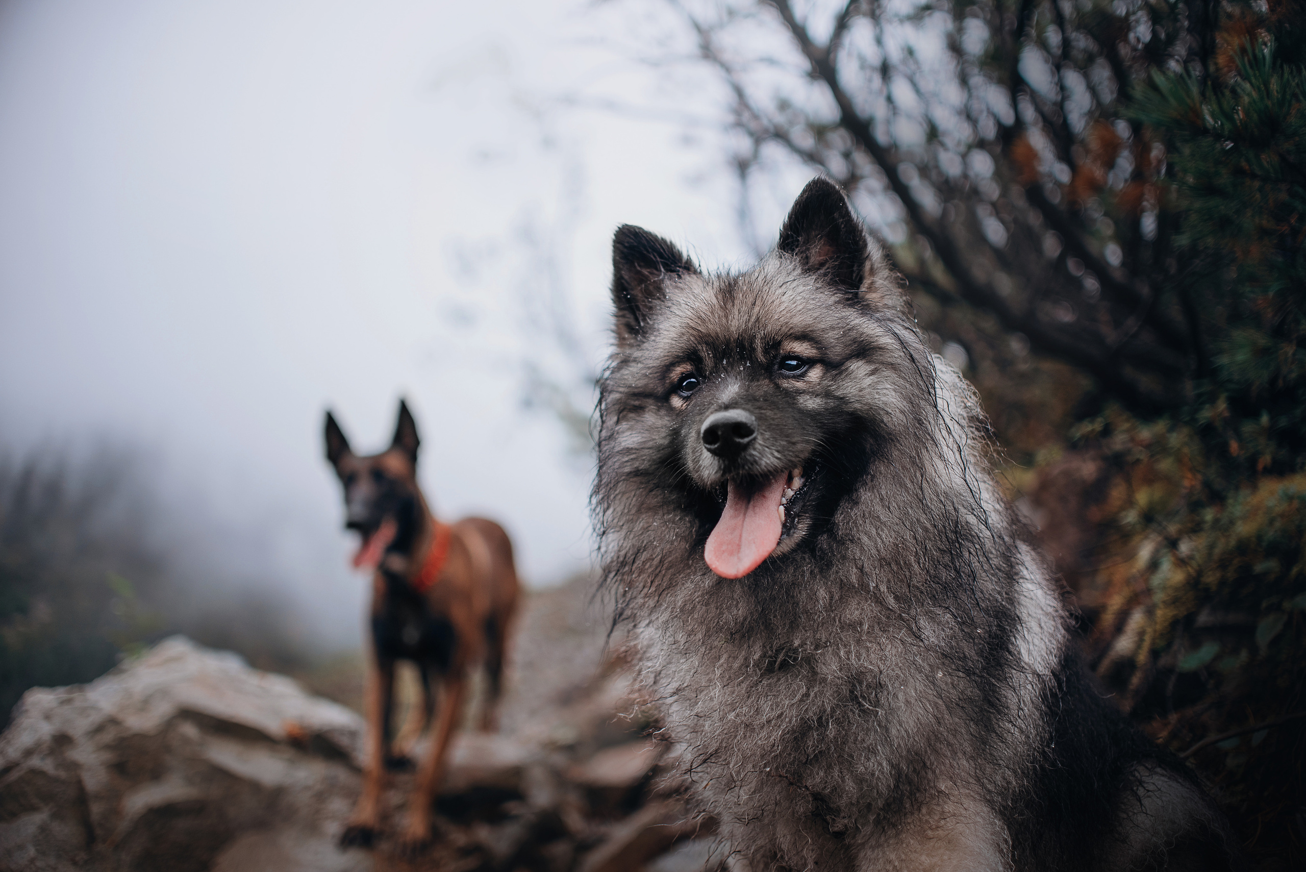Амут: кеесхонд Верона, малинуа Бэрри, Юля и Леша. Портфолио