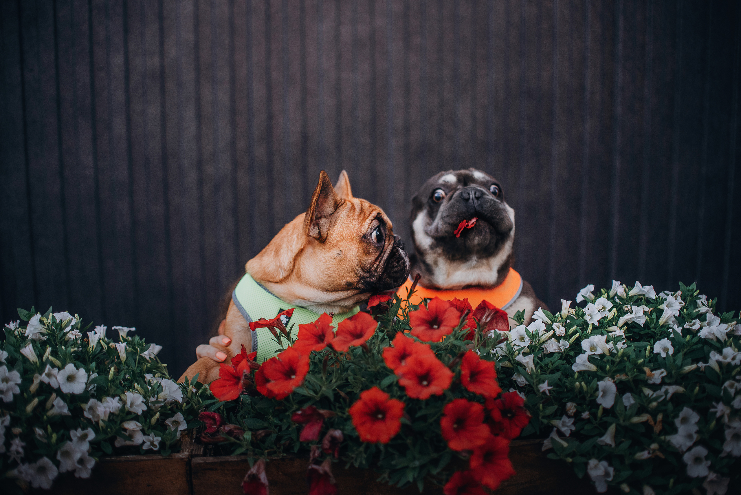 Рассвет в городе: французские бульдоги Лео и Фрэнк и Алена. Портфолио