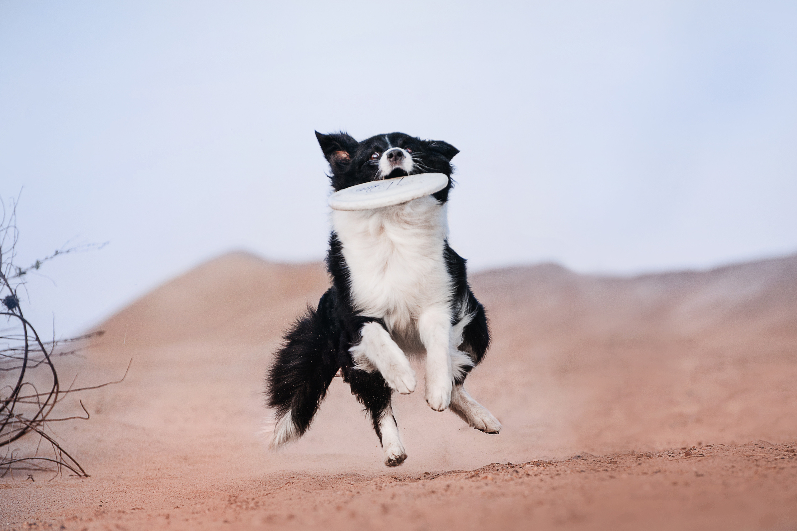 Бордер-колли Юппи, овчар Тайфун, Наташа и Дима. Портфолио