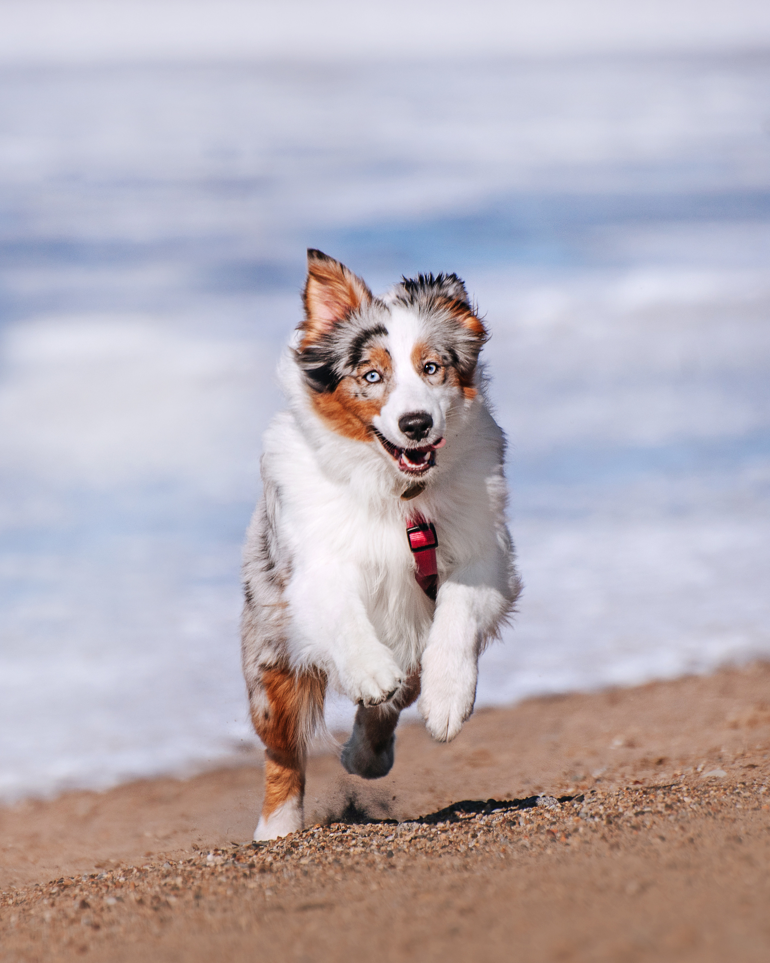 Аусси Киви и Аля. Портфолио