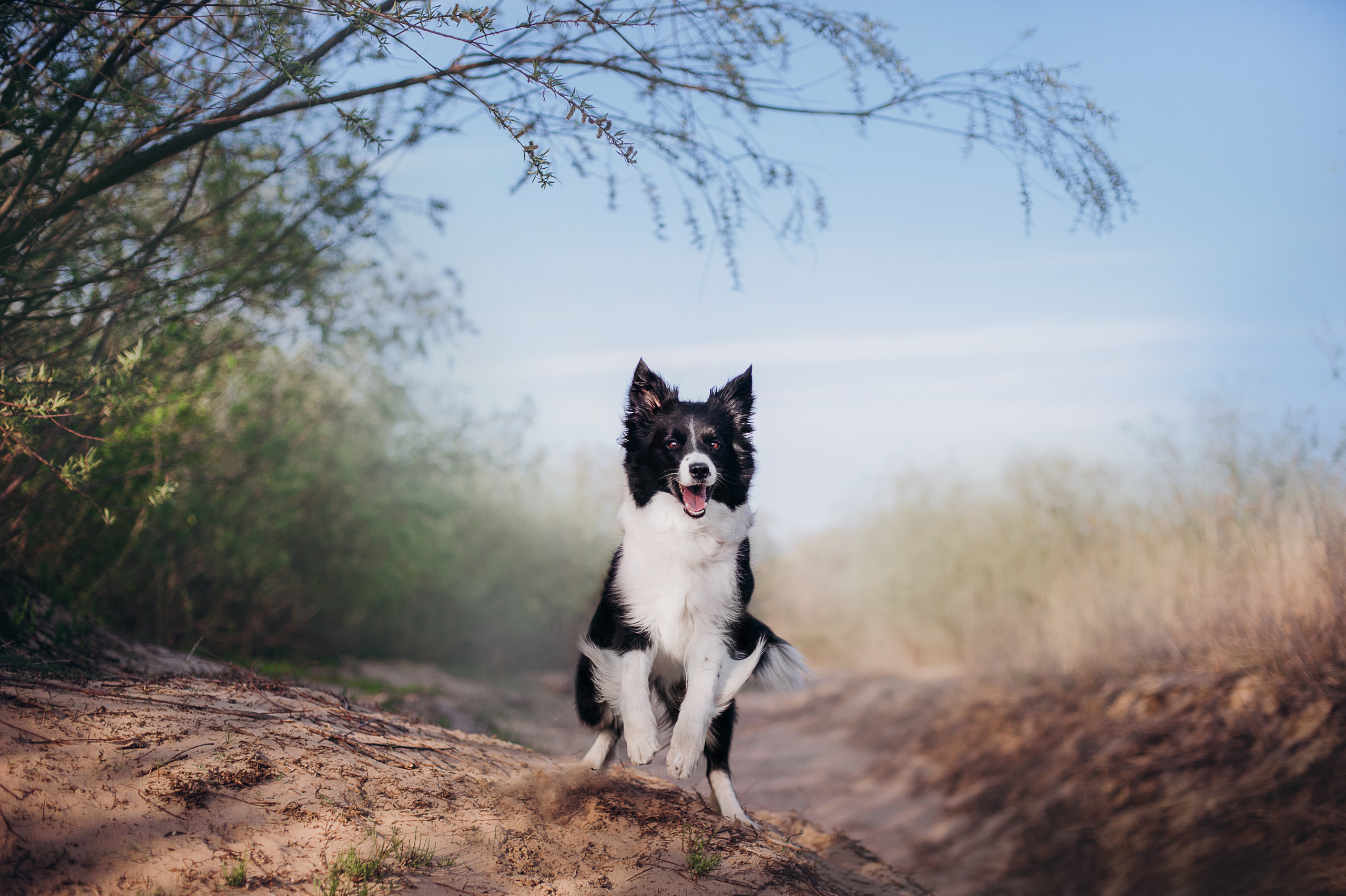 Бордер-колли Юппи, овчар Тайфун, Наташа и Дима. Портфолио