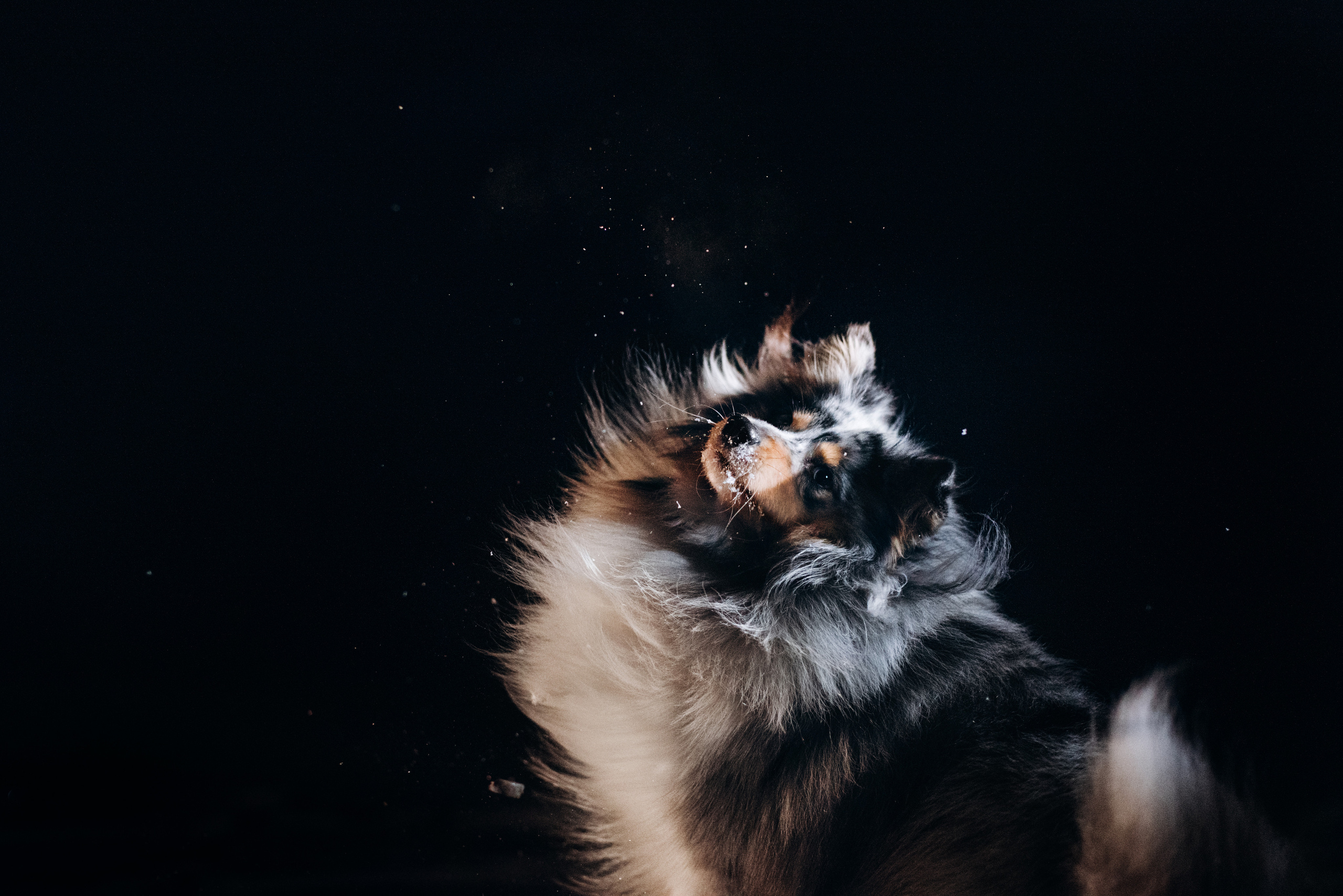 Шелти Расс. Портфолио