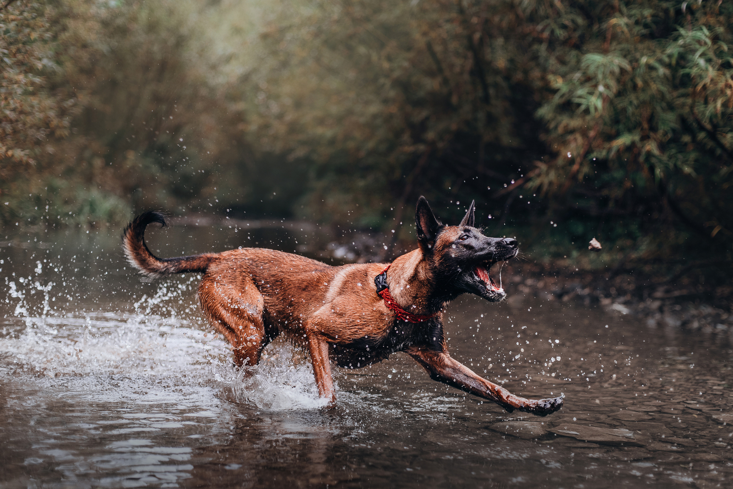 Амут: кеесхонд Верона, малинуа Бэрри, Юля и Леша. Портфолио