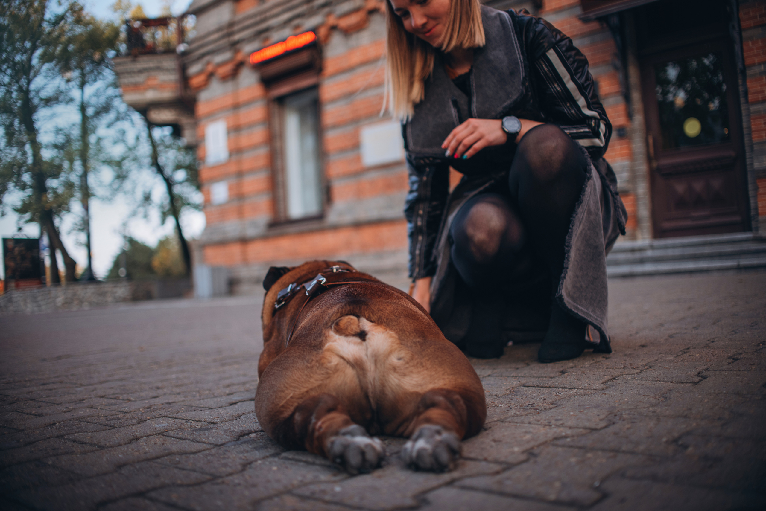 Рассвет в городе: бульдог Роберт и Юля. Портфолио