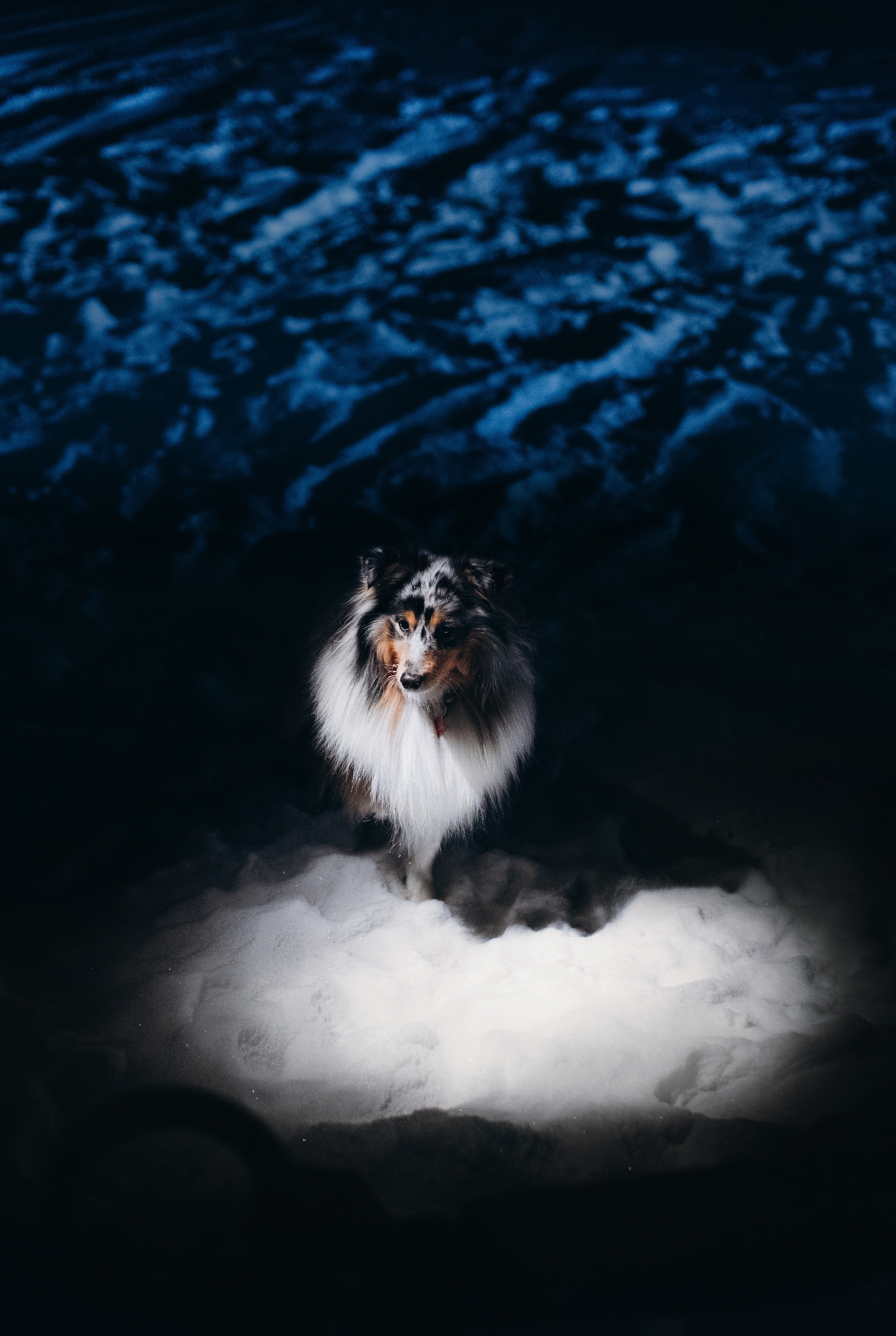 Шелти Расс. Портфолио