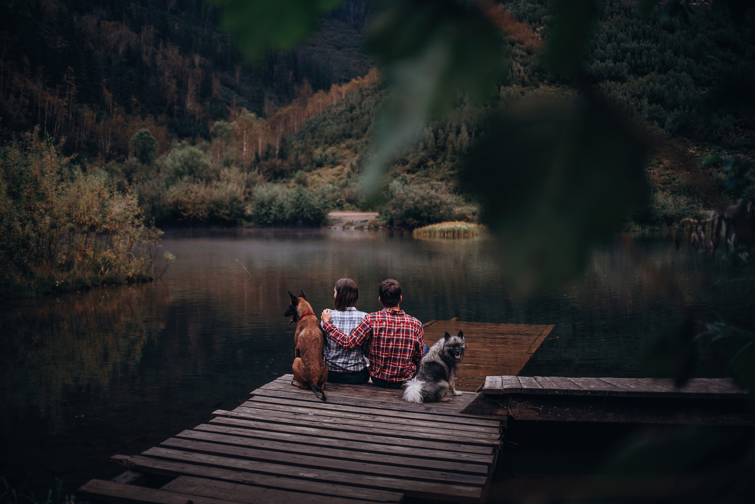 Амут: кеесхонд Верона, малинуа Бэрри, Юля и Леша. Портфолио