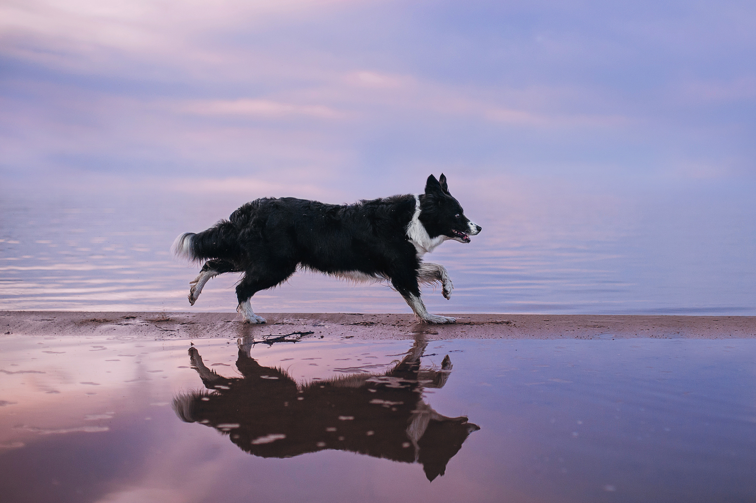 Бордер-колли Юппи, овчар Тайфун, Наташа и Дима. Портфолио