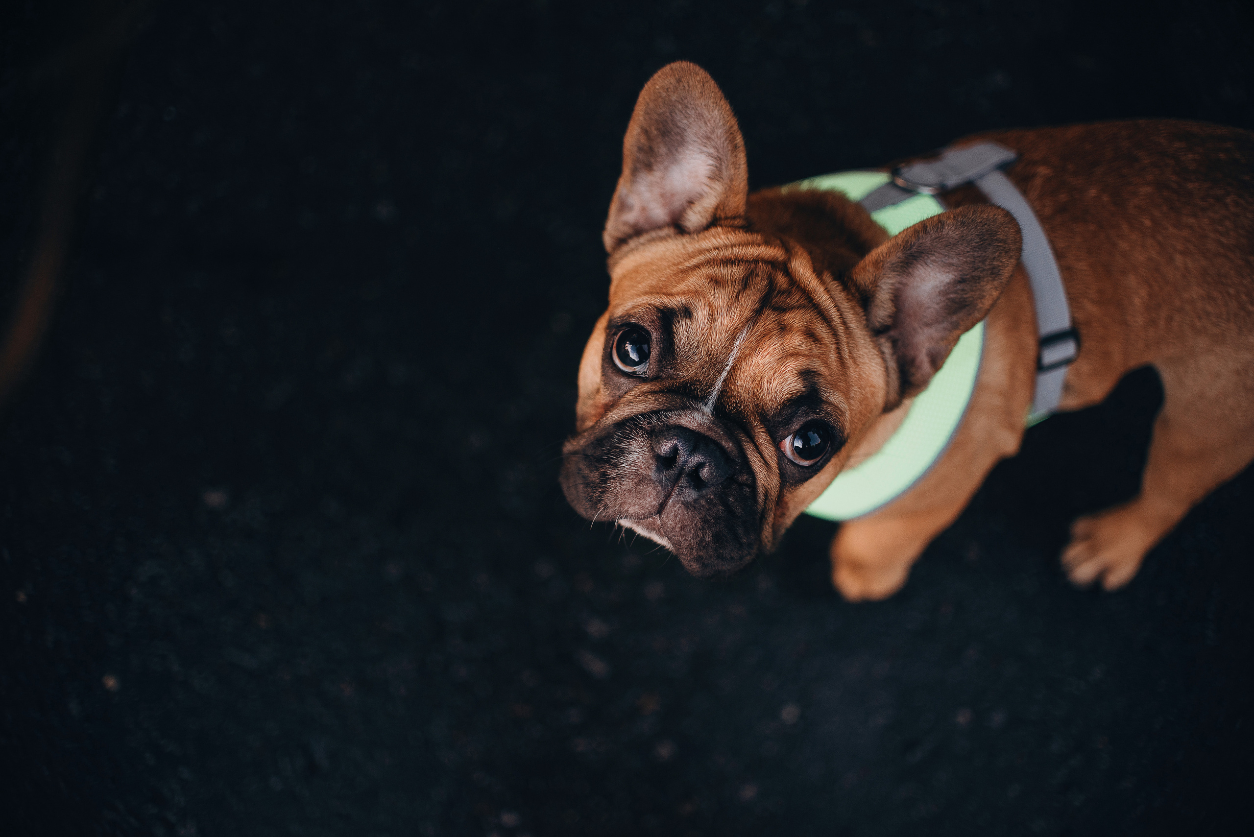 Рассвет в городе: французские бульдоги Лео и Фрэнк и Алена. Портфолио