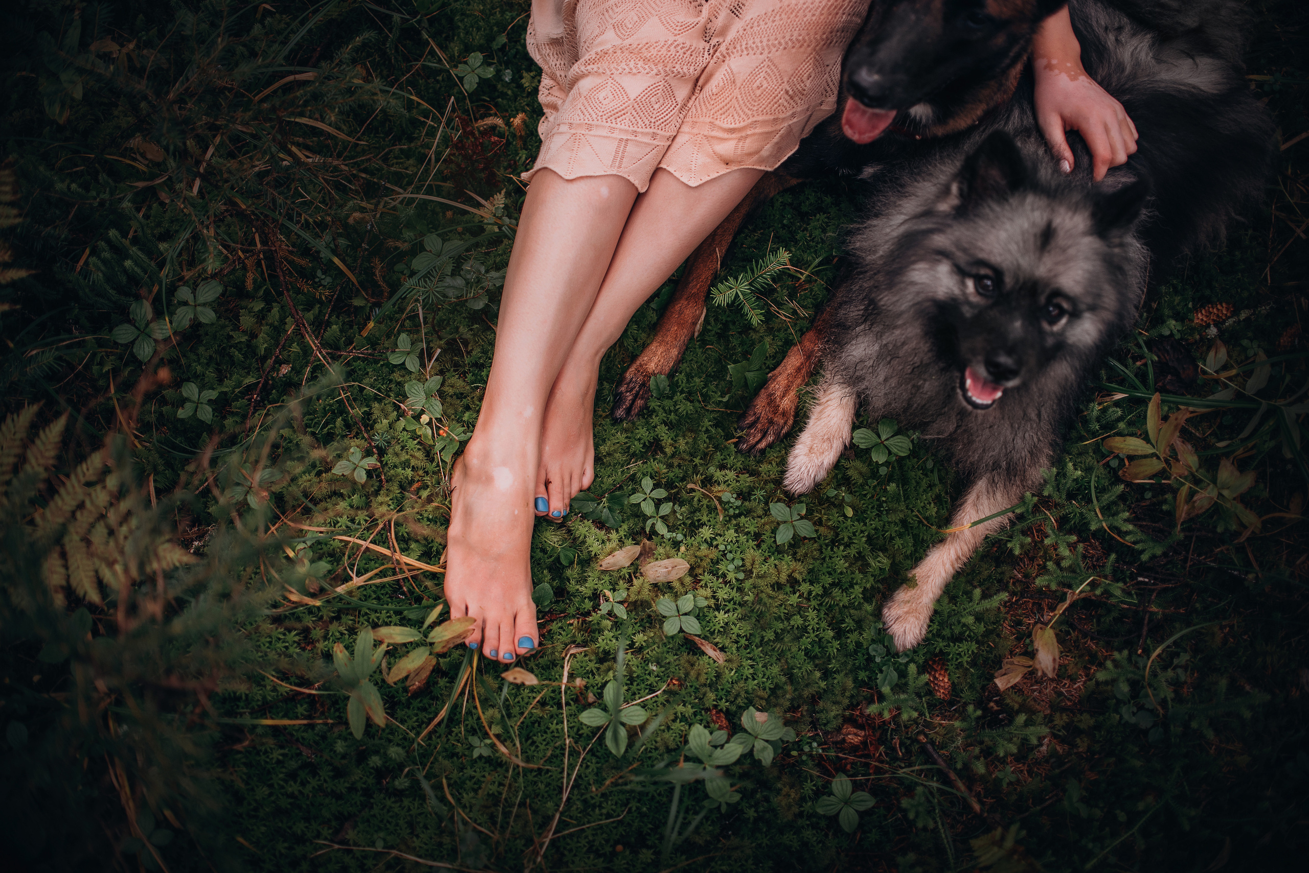 Амут: кеесхонд Верона, малинуа Бэрри, Юля и Леша. Портфолио