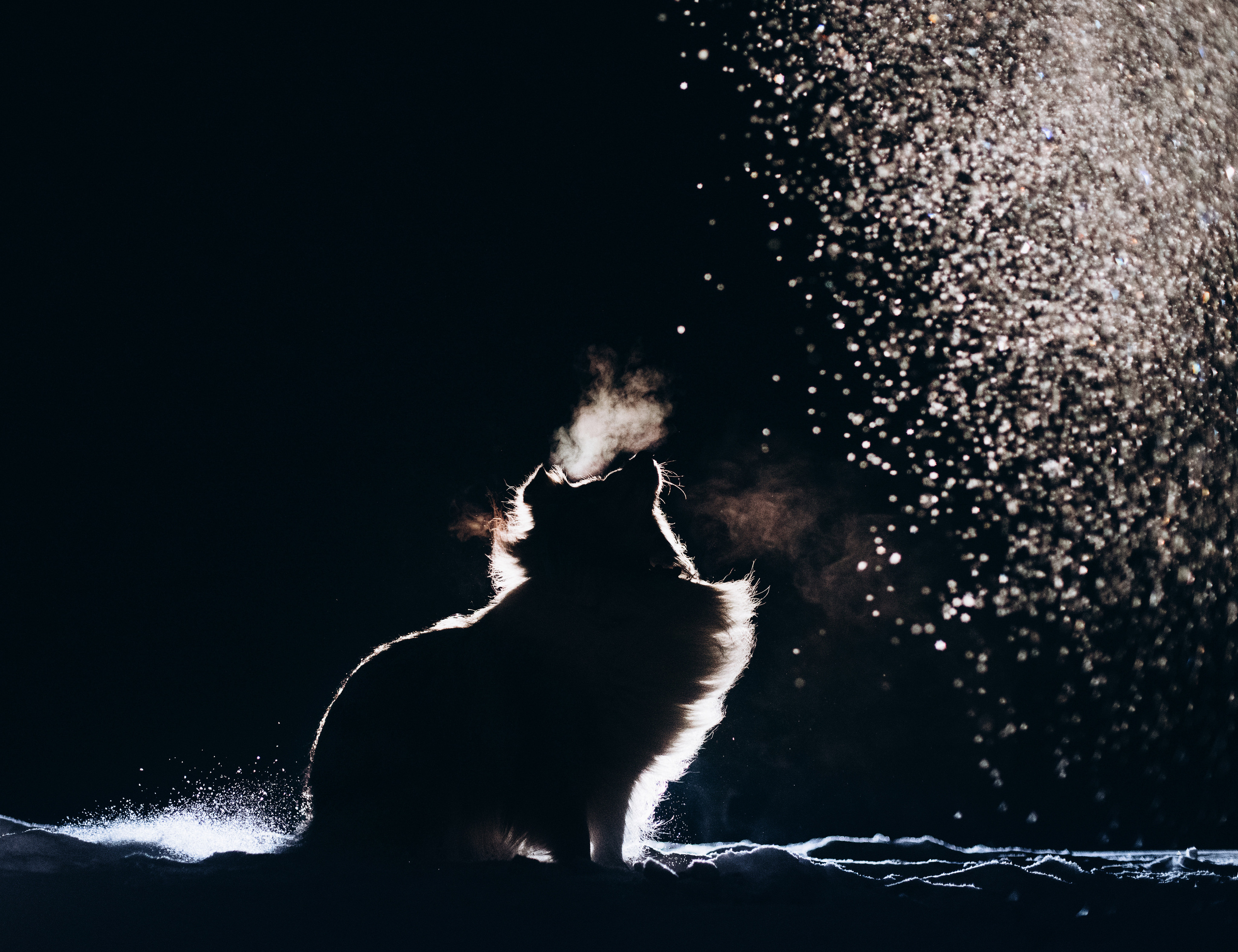 Шелти Расс. Портфолио