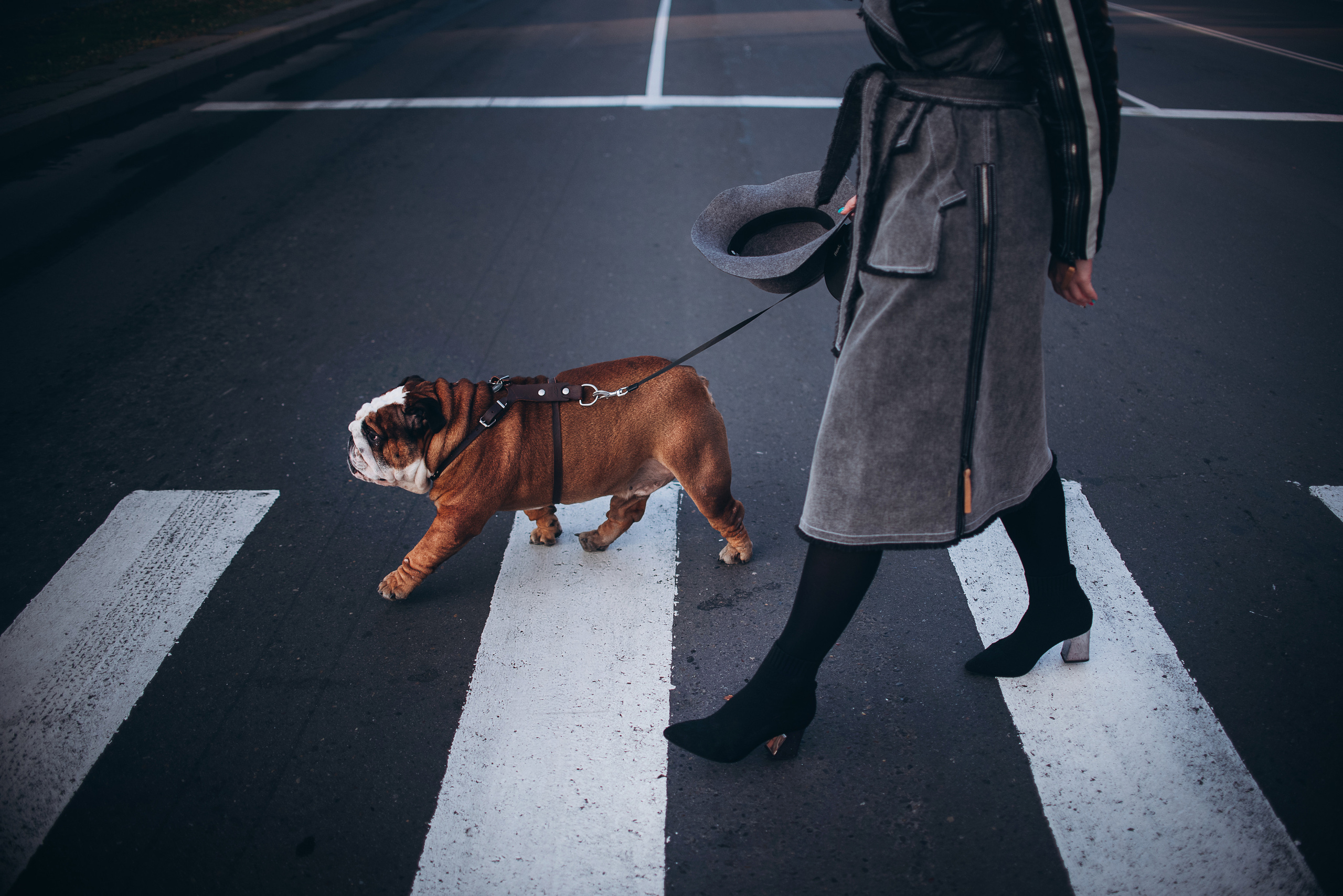 Рассвет в городе: бульдог Роберт и Юля. Портфолио
