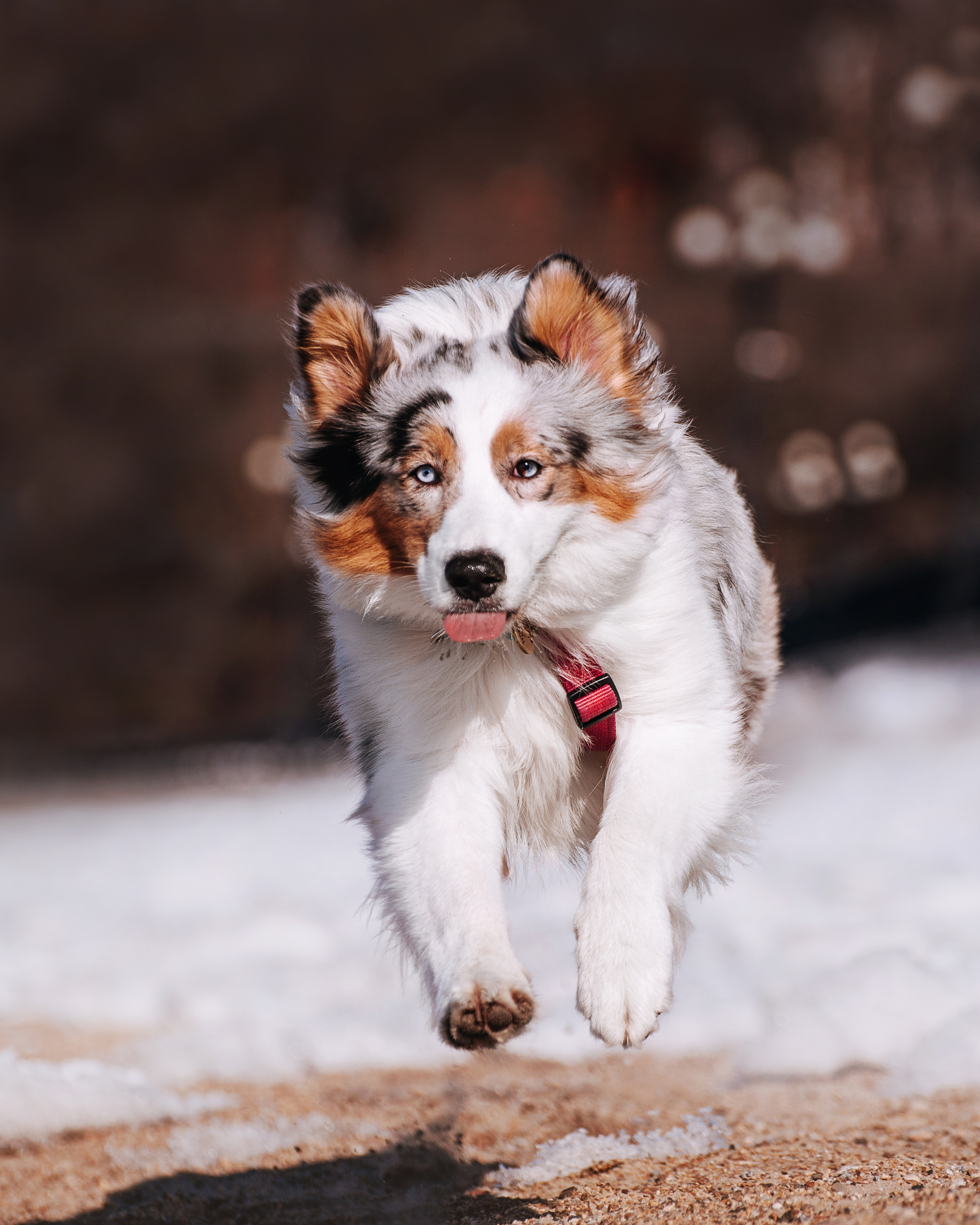 Аусси Киви и Аля. Портфолио