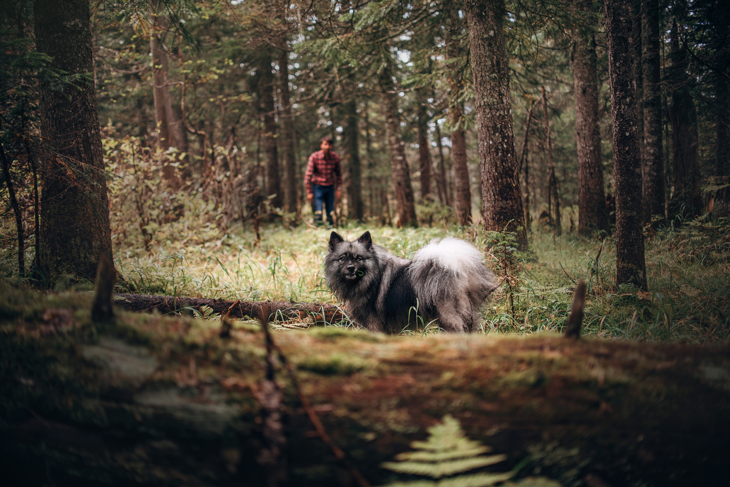Амут: кеесхонд Верона, малинуа Бэрри, Юля и Леша. Портфолио