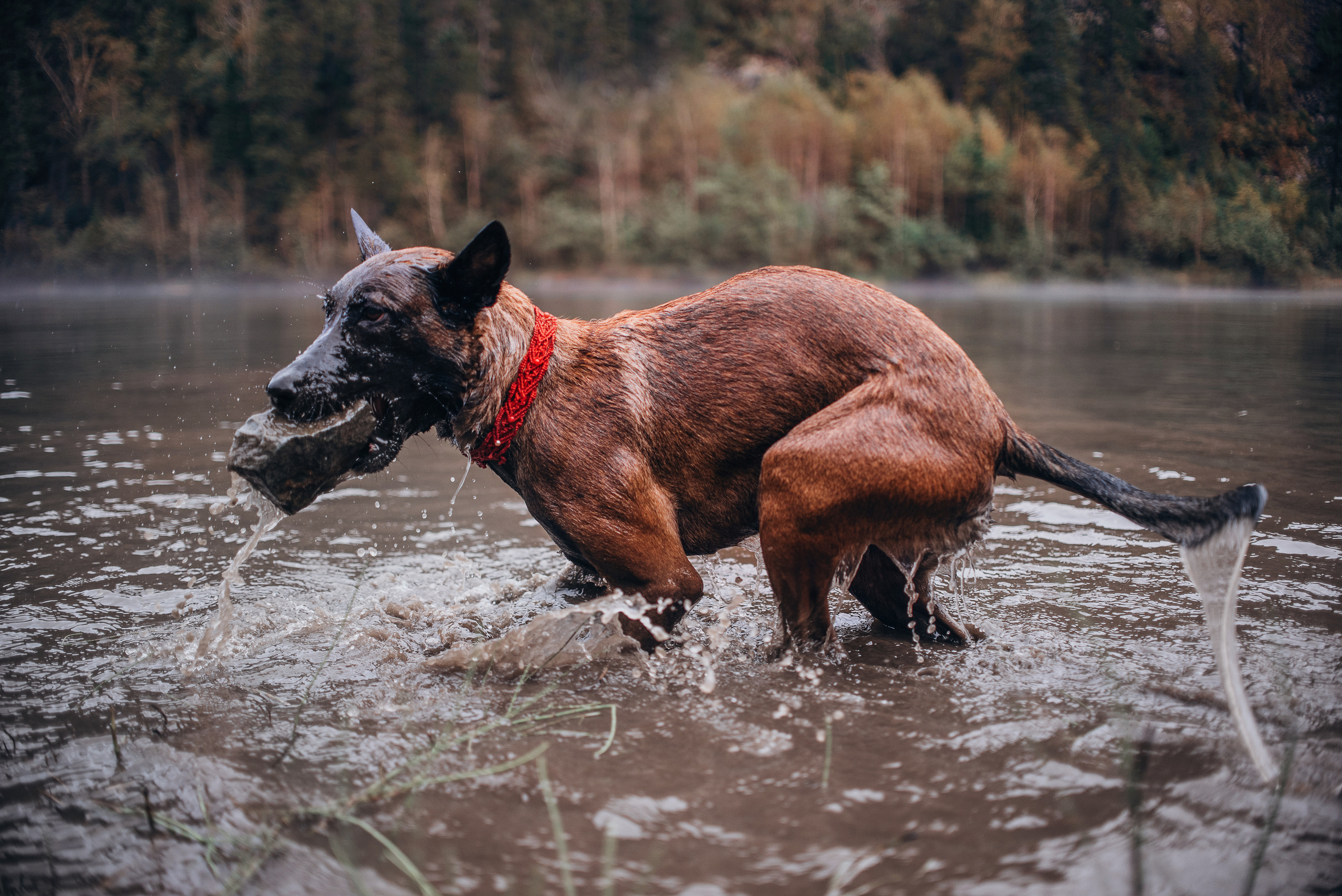 Амут: кеесхонд Верона, малинуа Бэрри, Юля и Леша. Портфолио
