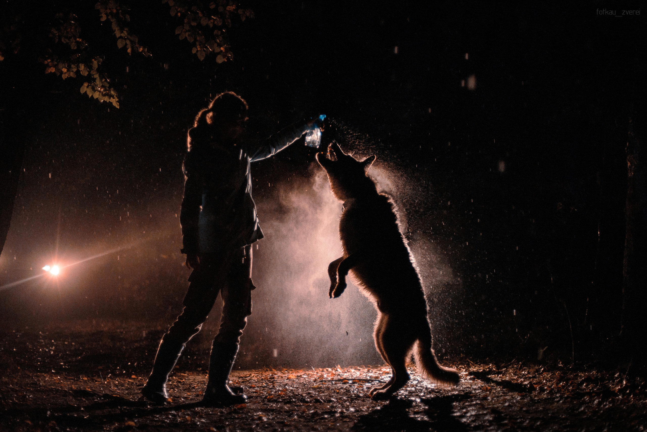 Темное: овчарка Ермак и Ира в лесу под дождем. Портфолио