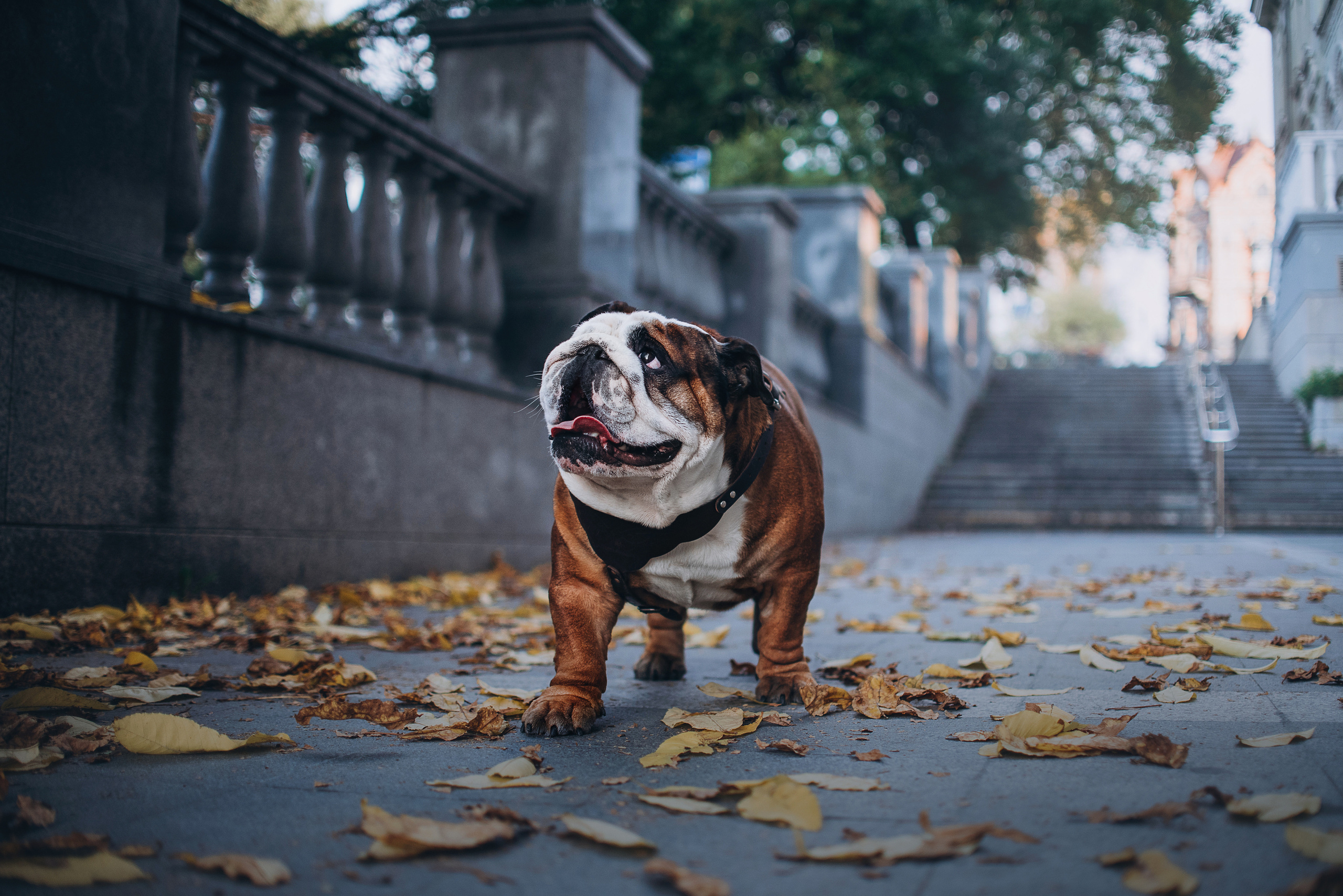Рассвет в городе: бульдог Роберт и Юля. Портфолио