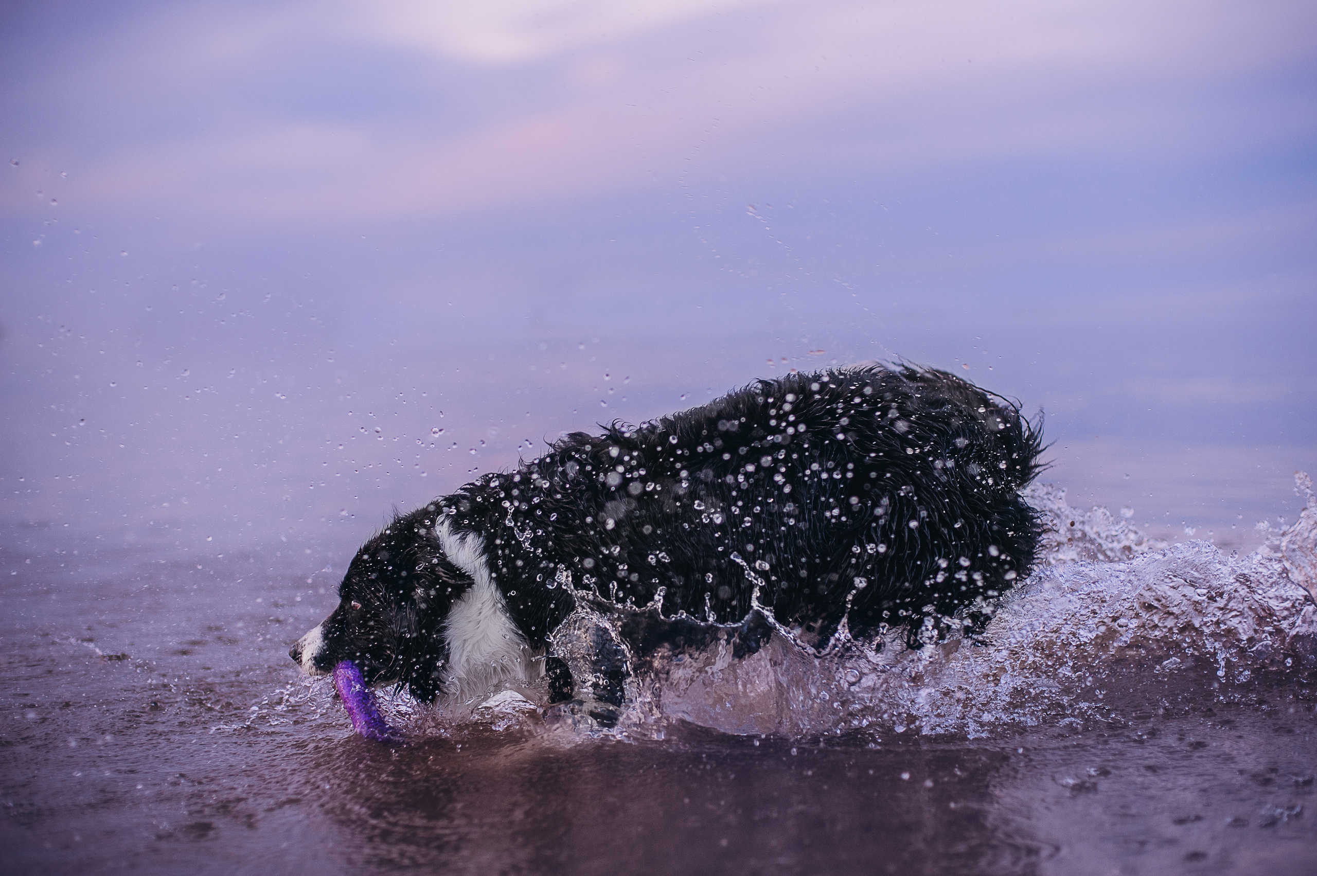 Бордер-колли Юппи, овчар Тайфун, Наташа и Дима. Портфолио