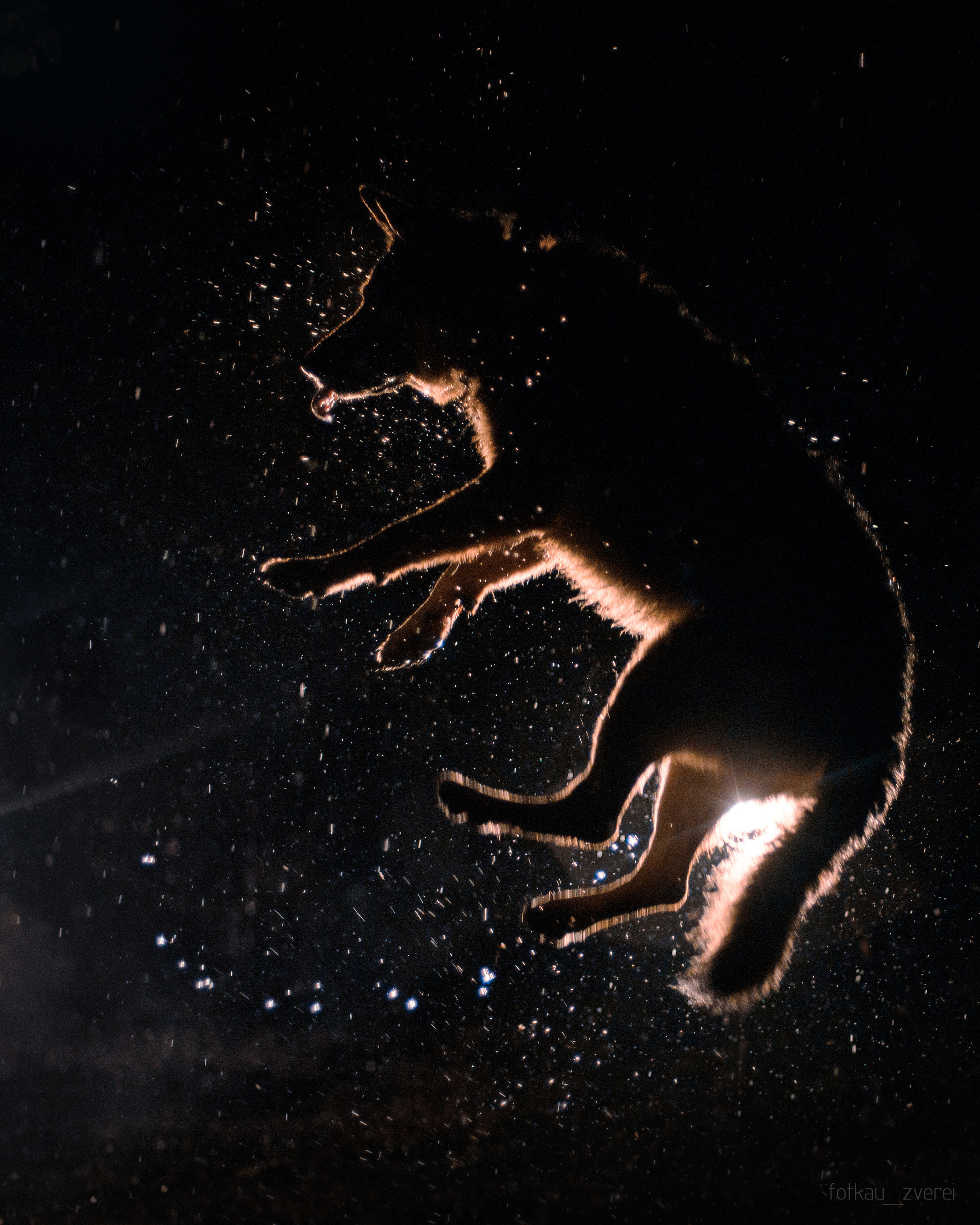 Темное: овчарка Ермак и Ира в лесу под дождем. Портфолио