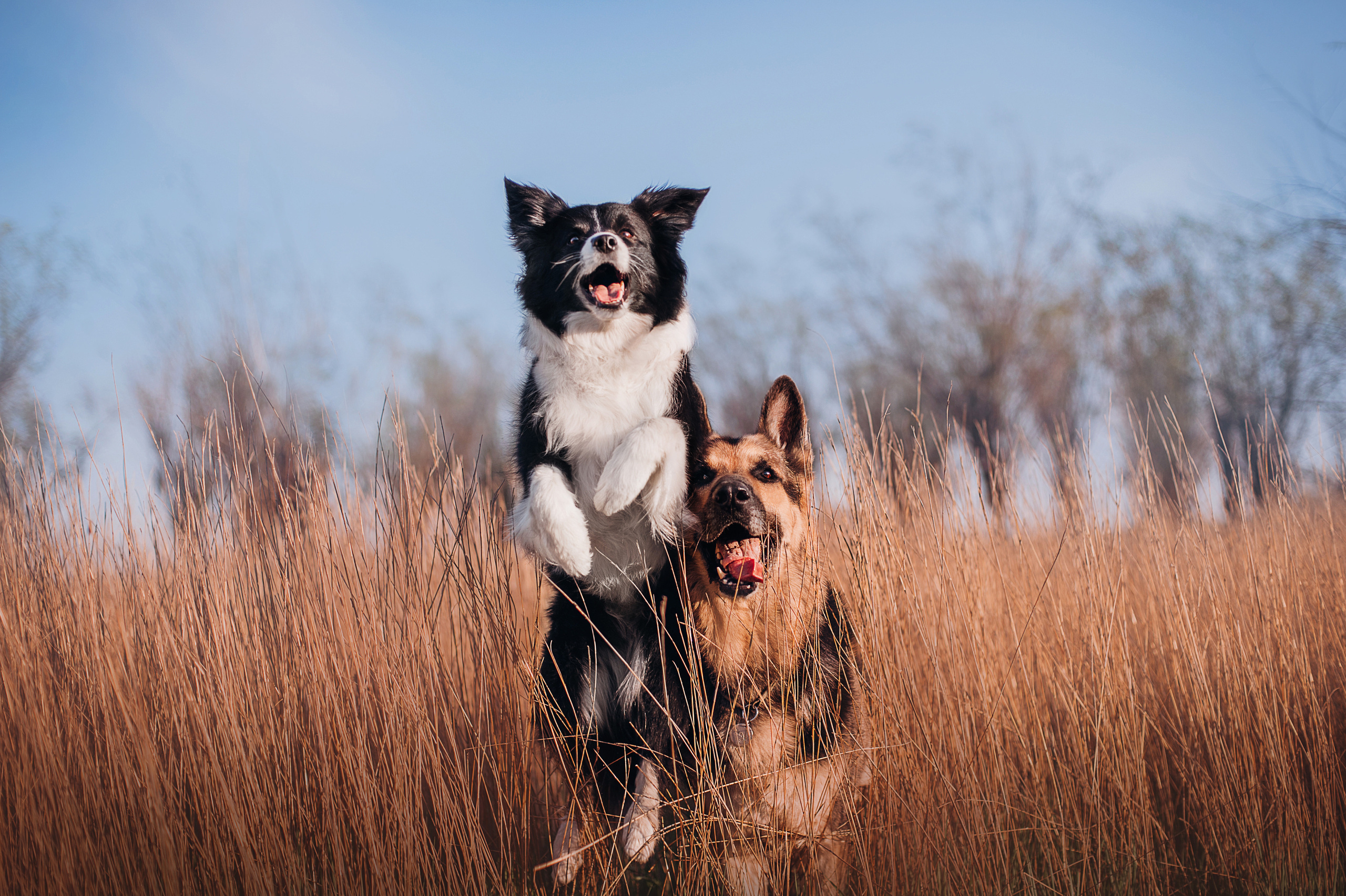 Бордер-колли Юппи, овчар Тайфун, Наташа и Дима. Портфолио