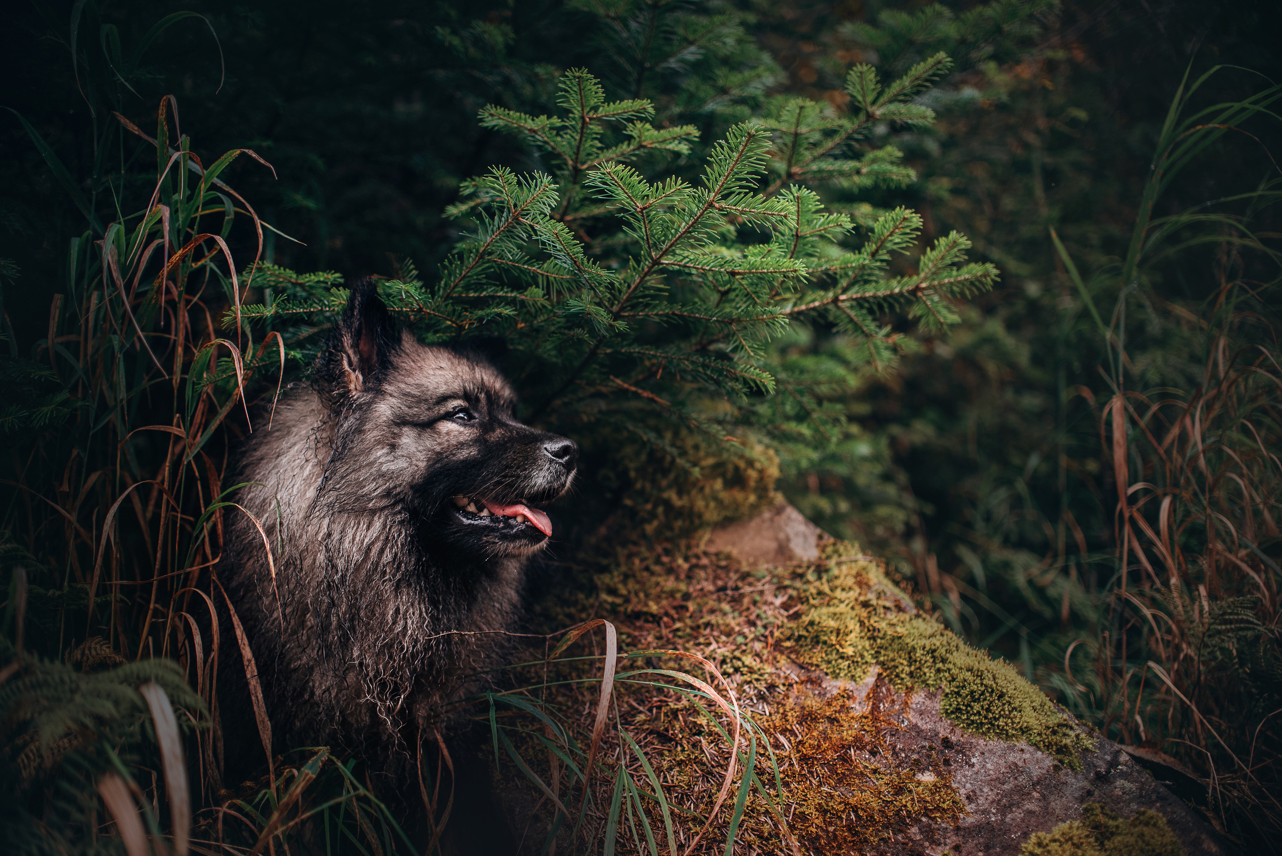 Амут: кеесхонд Верона, малинуа Бэрри, Юля и Леша. Портфолио