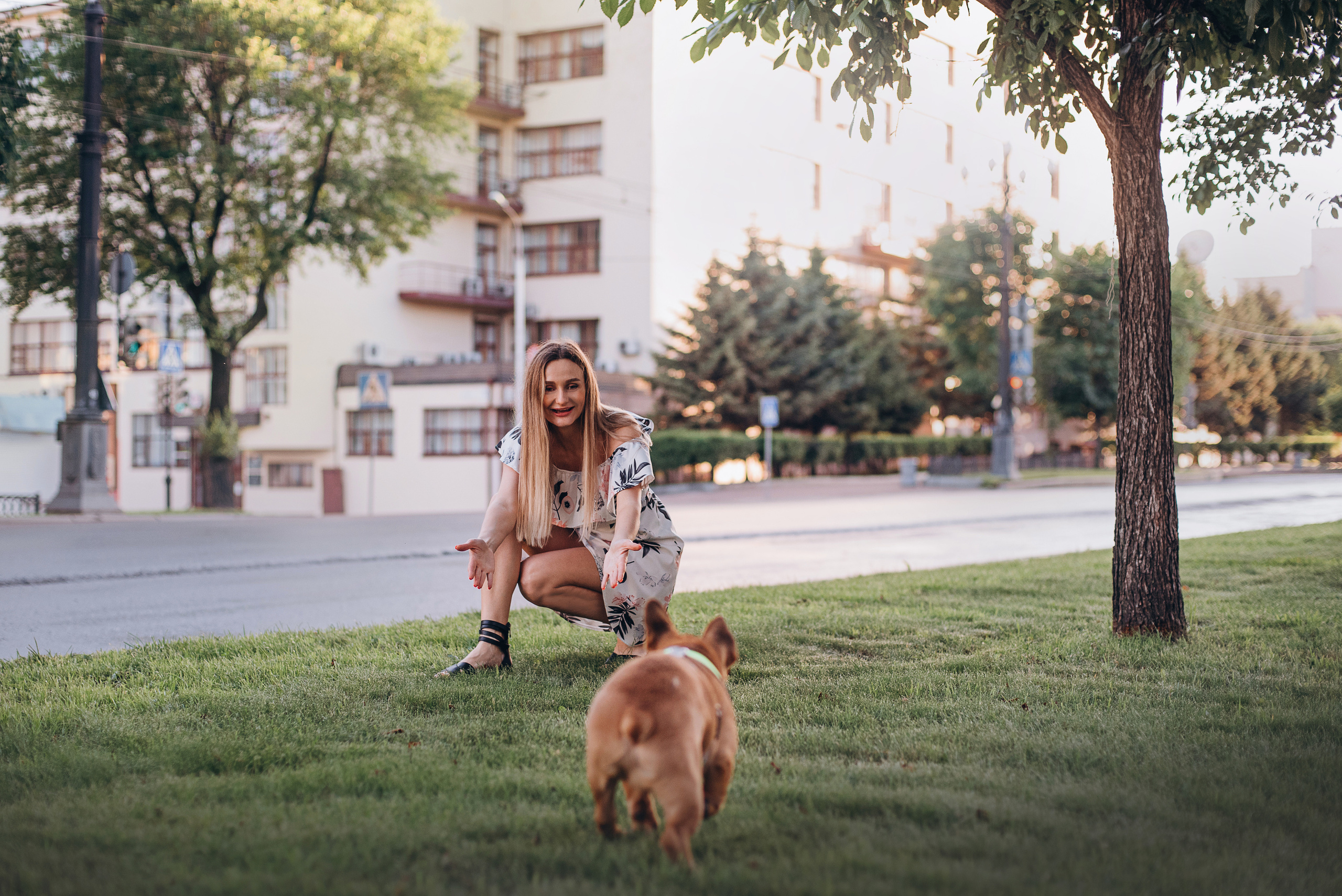 Рассвет в городе: французские бульдоги Лео и Фрэнк и Алена. Портфолио