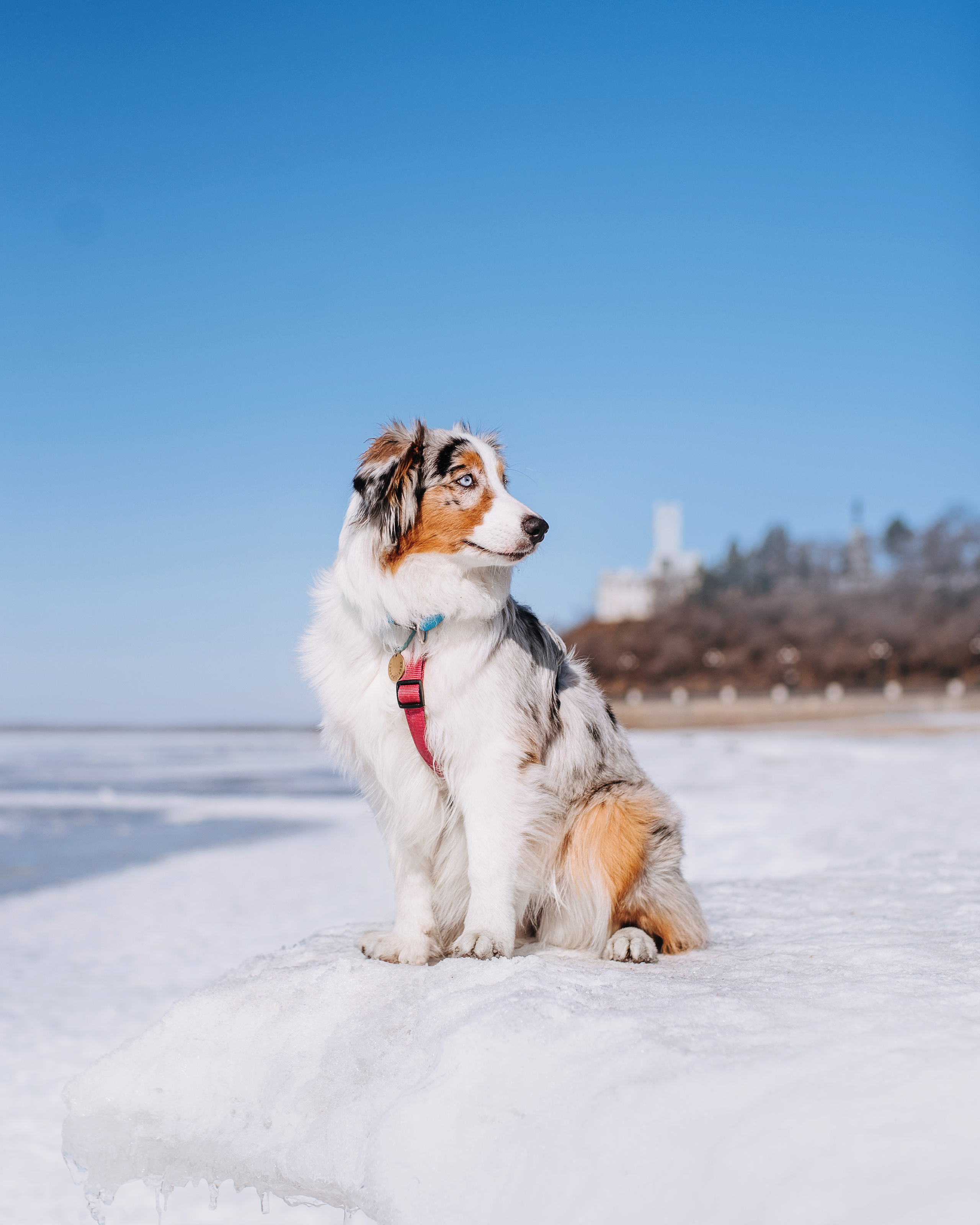 Аусси Киви и Аля. Портфолио