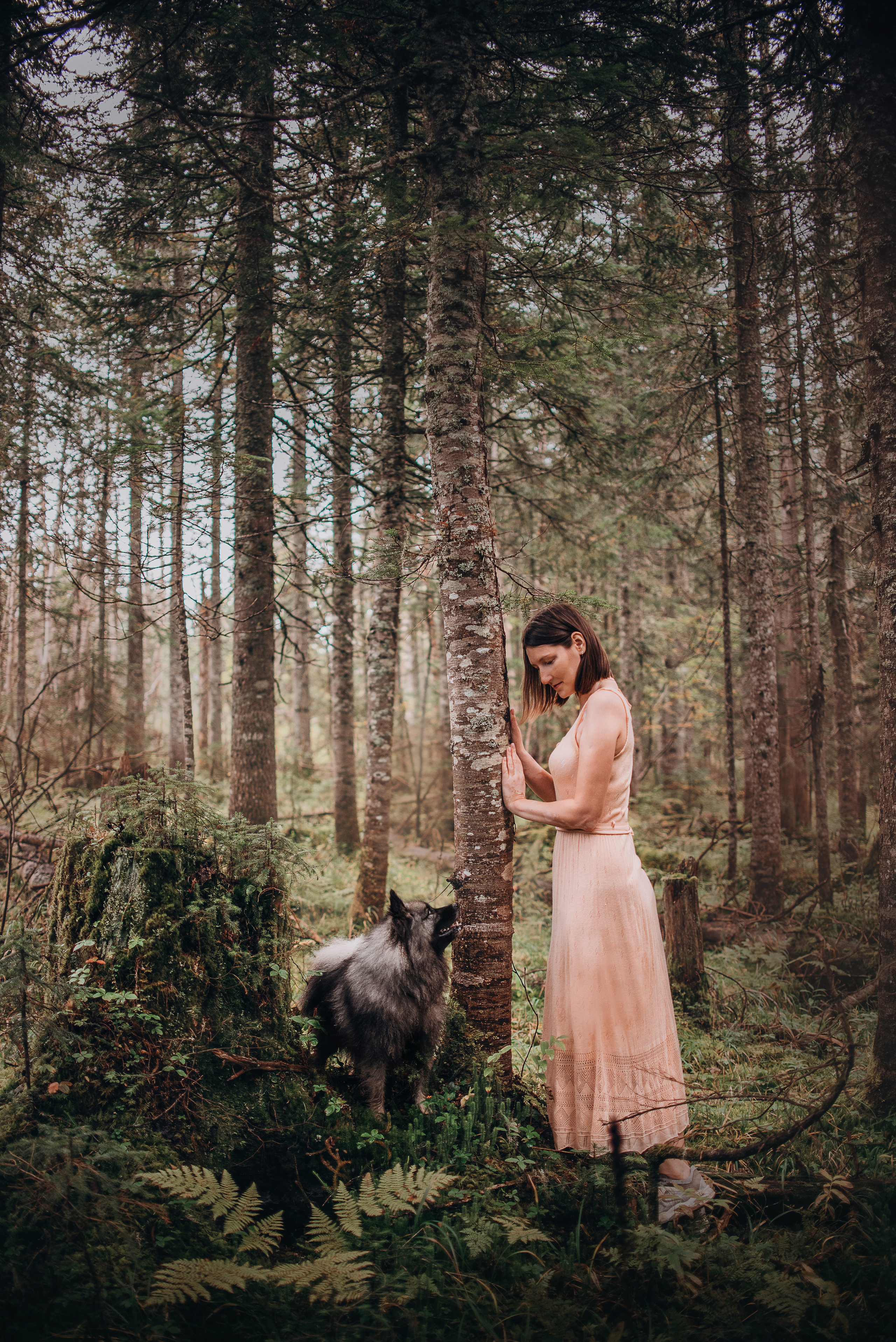 Амут: кеесхонд Верона, малинуа Бэрри, Юля и Леша. Портфолио