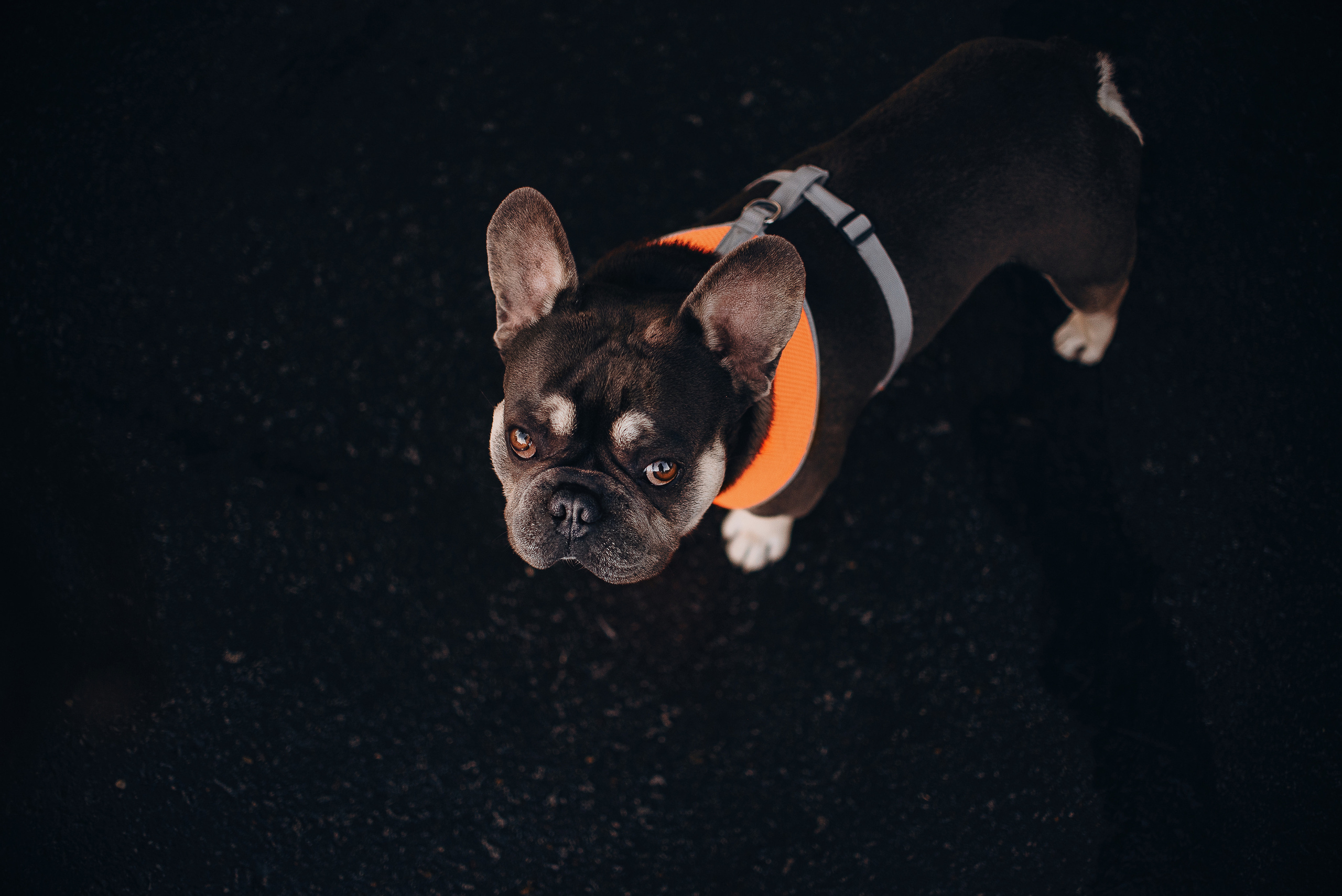 Рассвет в городе: французские бульдоги Лео и Фрэнк и Алена. Портфолио