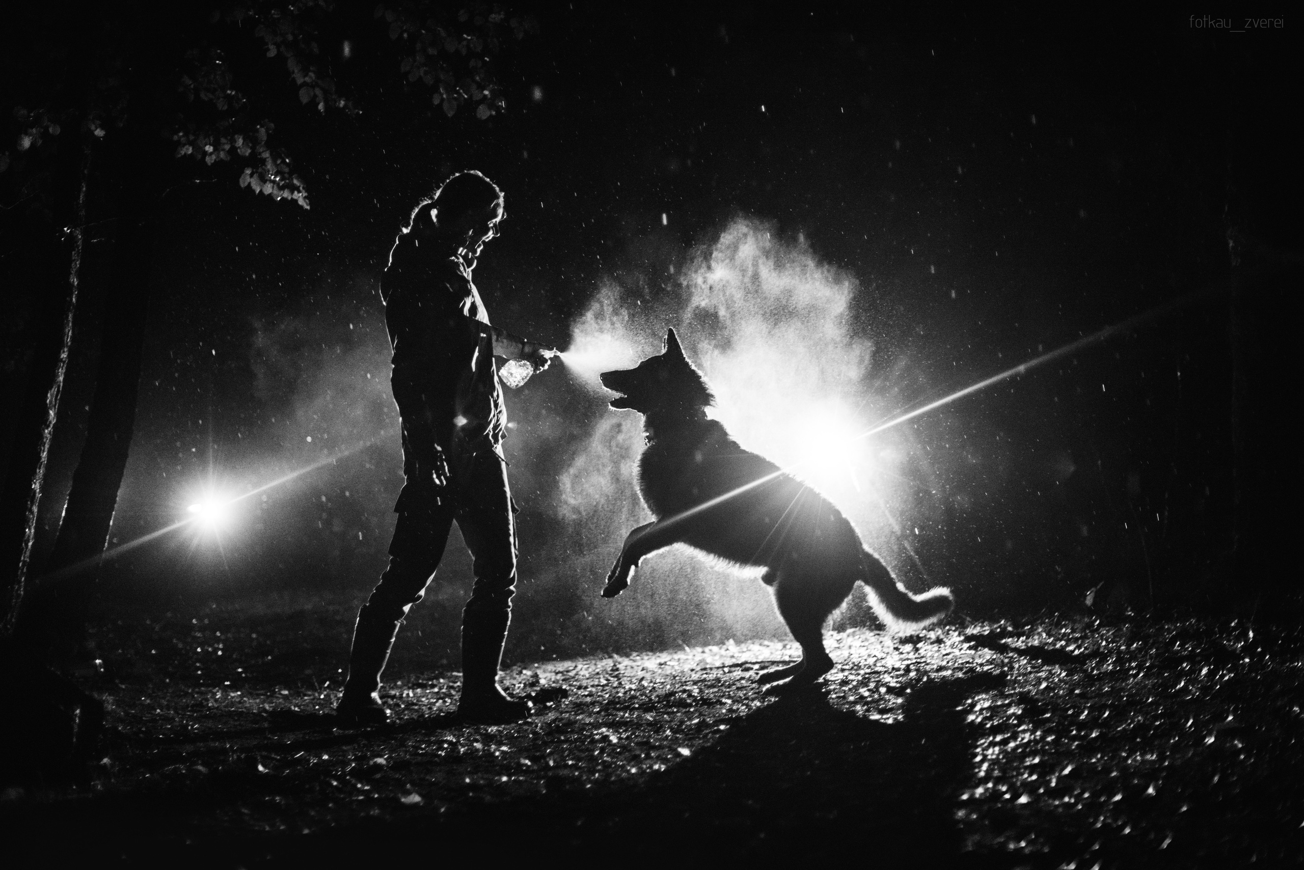 Темное: овчарка Ермак и Ира в лесу под дождем. Портфолио