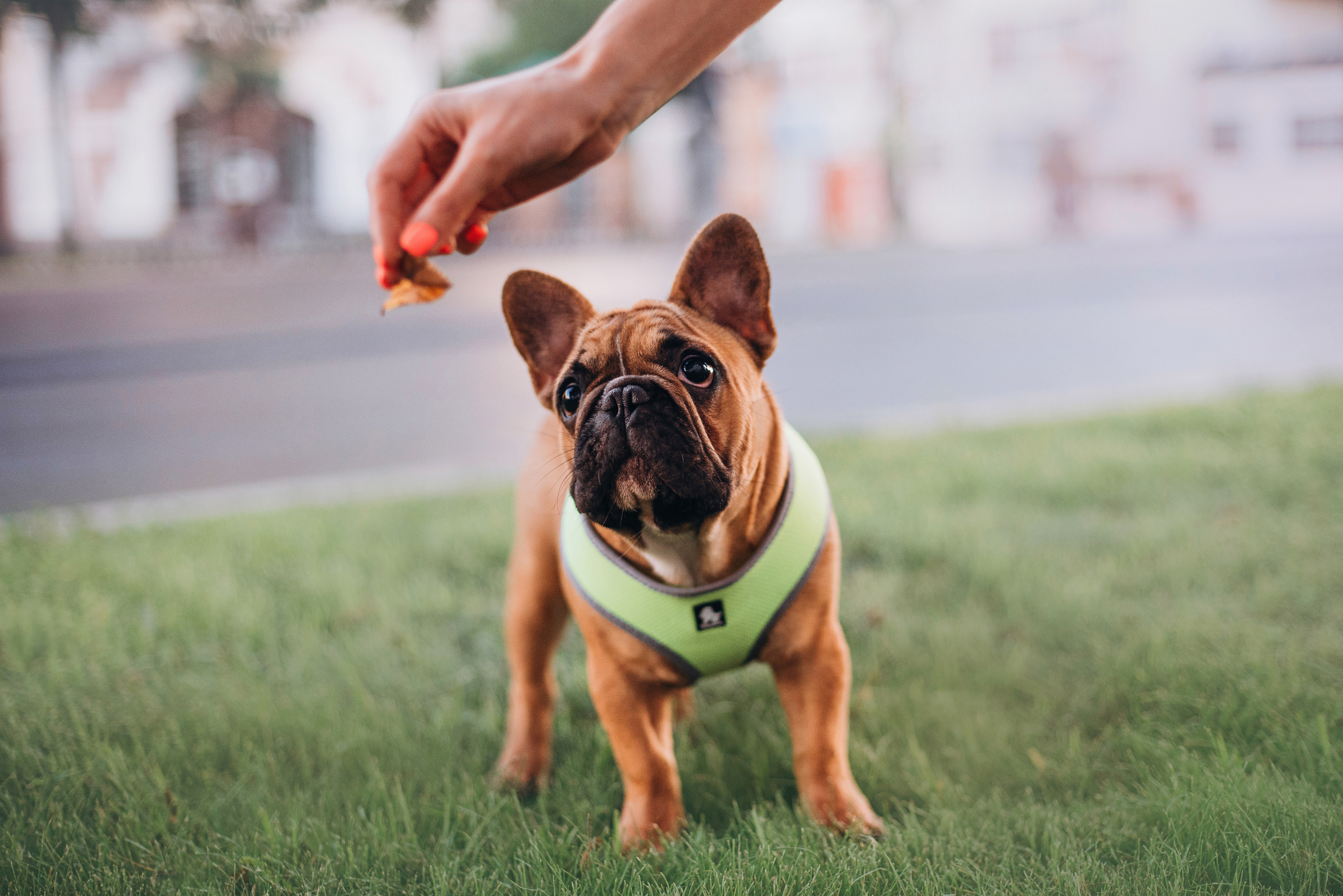 Рассвет в городе: французские бульдоги Лео и Фрэнк и Алена. Портфолио