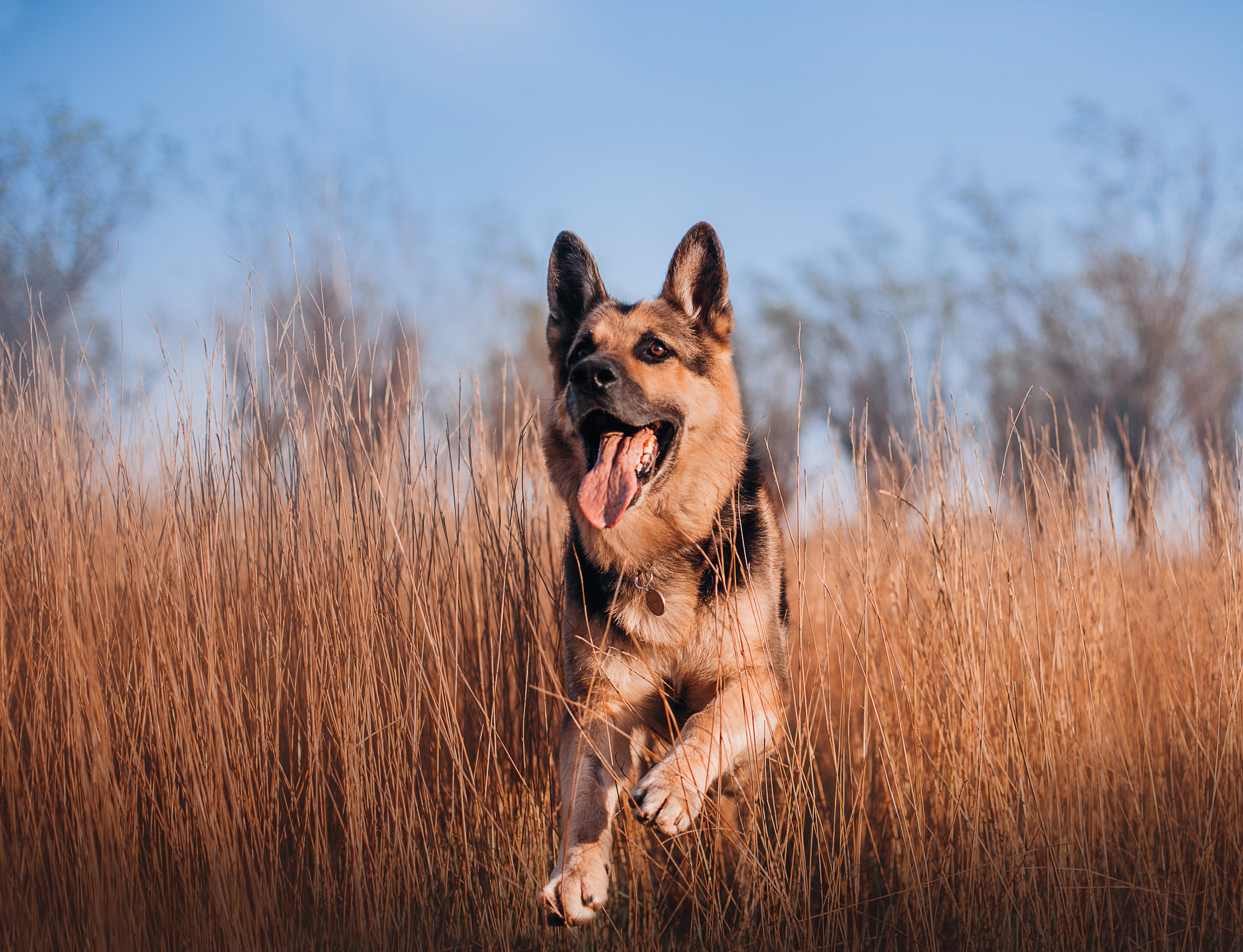 Бордер-колли Юппи, овчар Тайфун, Наташа и Дима. Портфолио