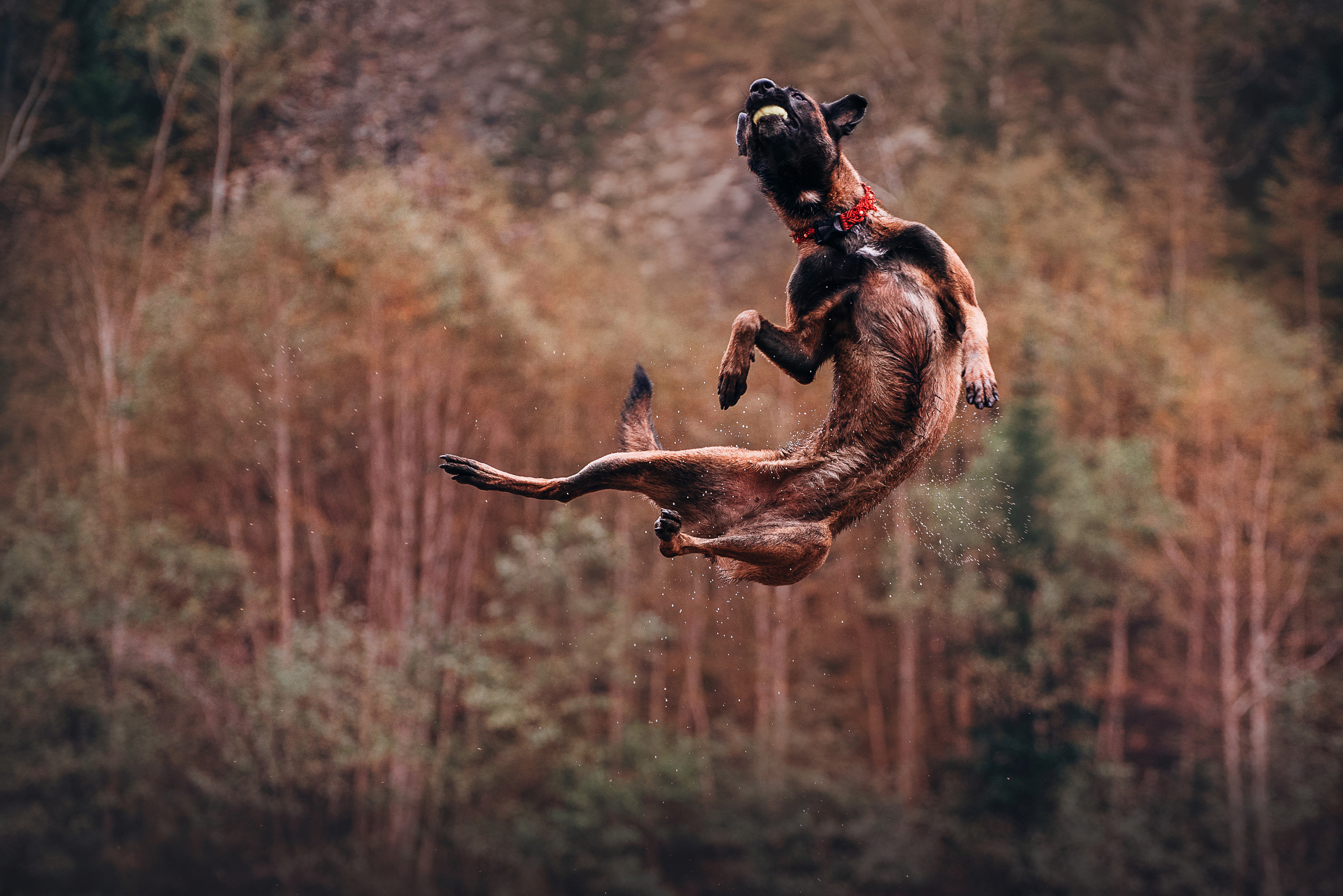 Амут: кеесхонд Верона, малинуа Бэрри, Юля и Леша. Портфолио