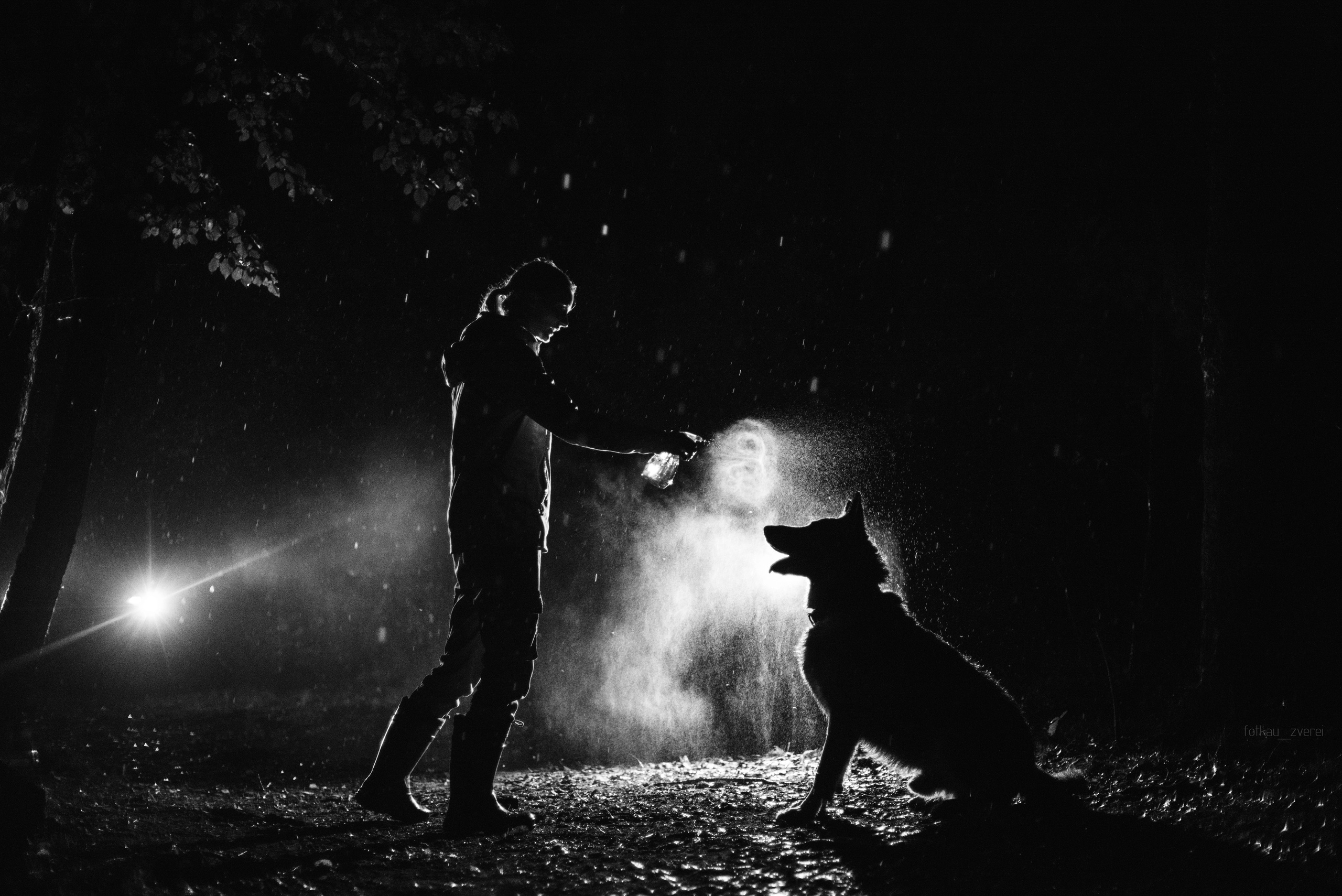 Темное: овчарка Ермак и Ира в лесу под дождем. Портфолио