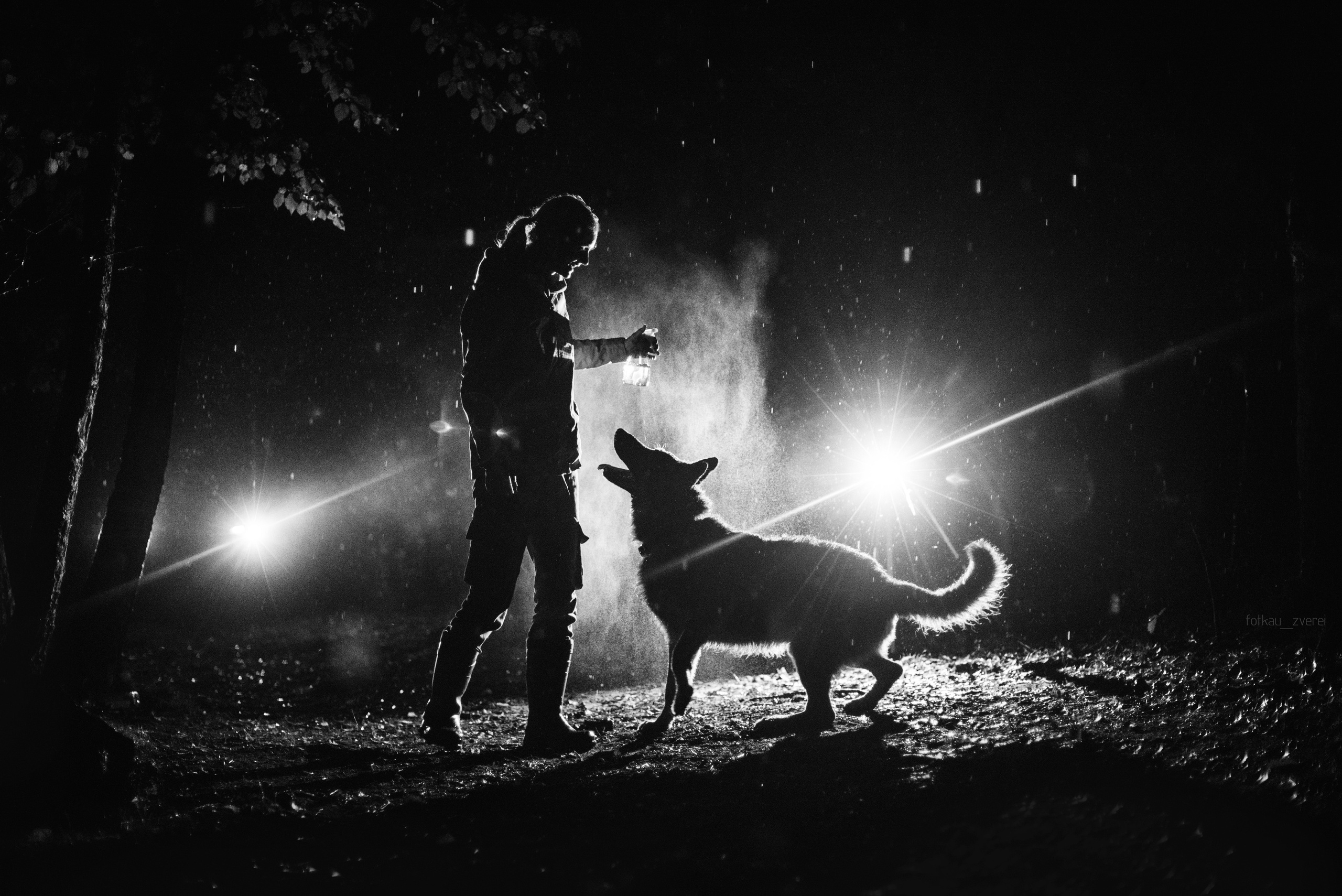 Темное: овчарка Ермак и Ира в лесу под дождем. Портфолио