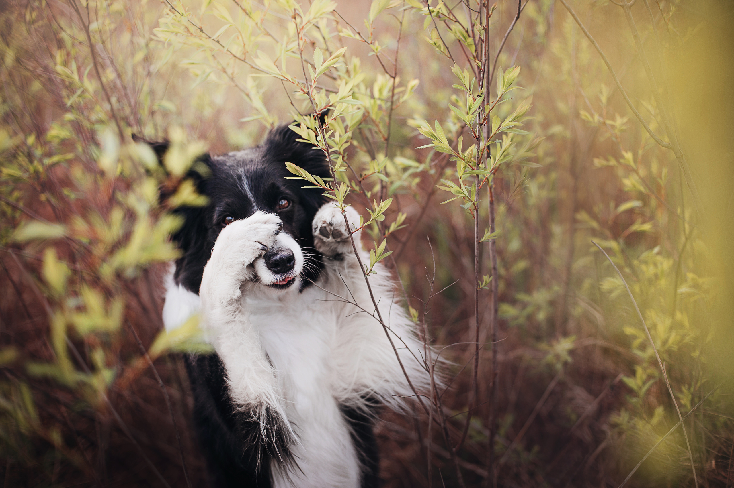 Бордер-колли Юппи, овчар Тайфун, Наташа и Дима. Портфолио