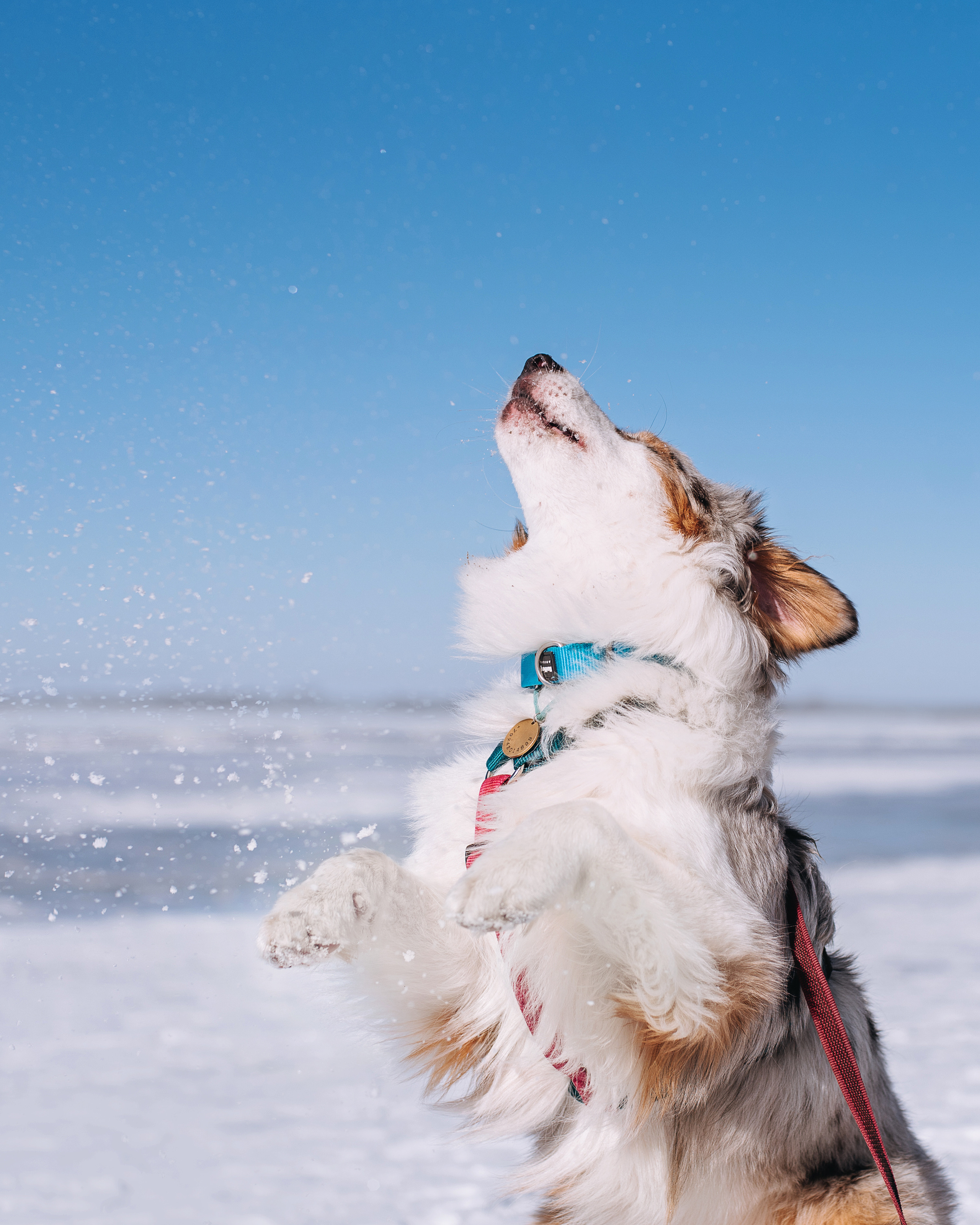 Аусси Киви и Аля. Портфолио