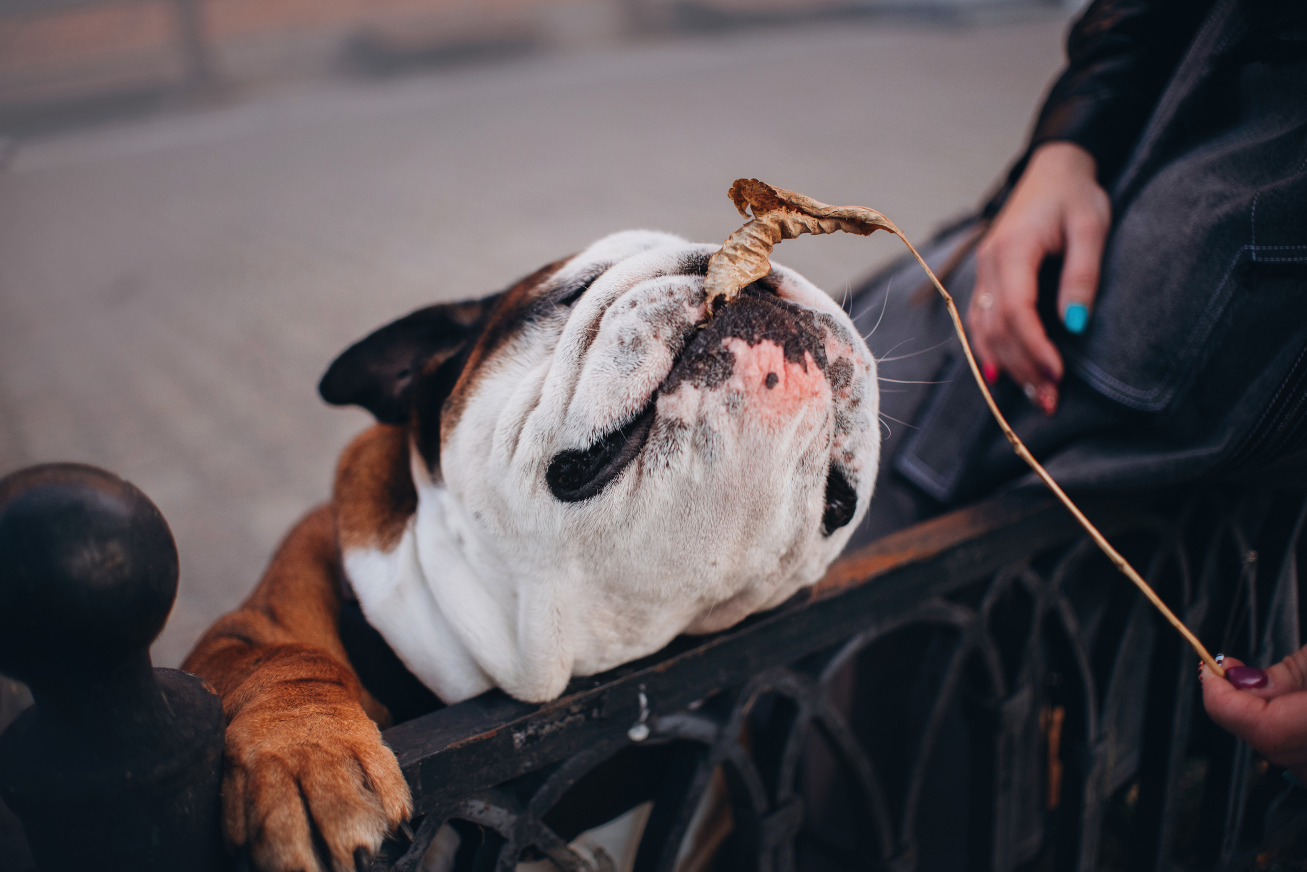 Рассвет в городе: бульдог Роберт и Юля. Портфолио