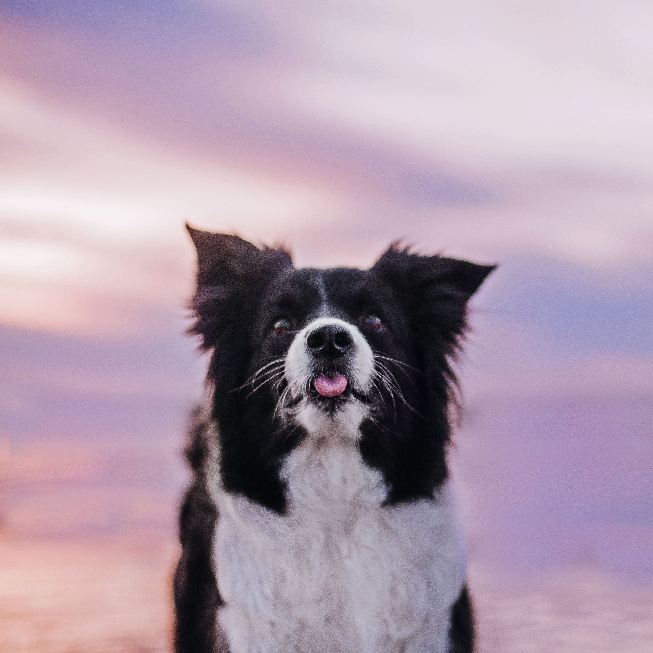 Бордер-колли Юппи, овчар Тайфун, Наташа и Дима. Портфолио