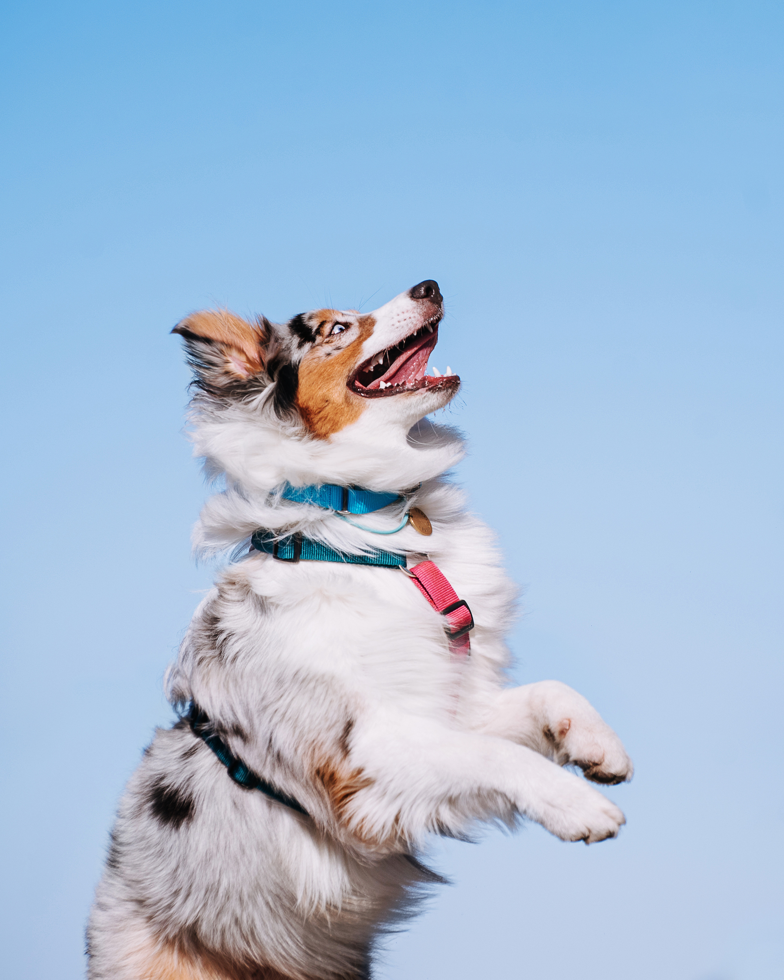 Аусси Киви и Аля. Портфолио