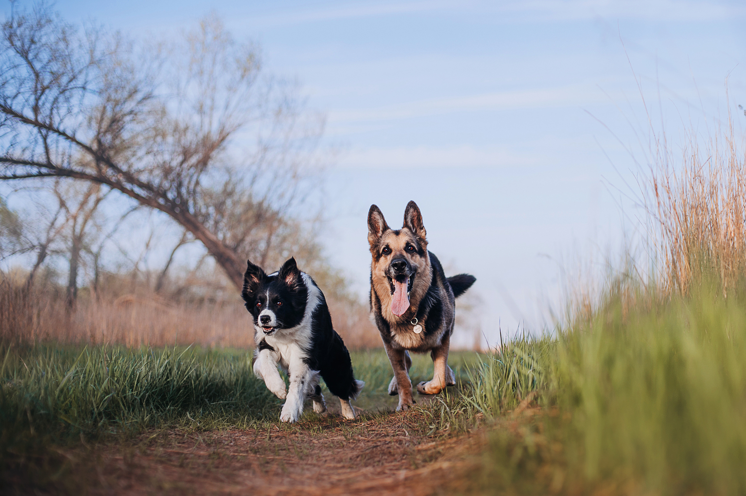 Бордер-колли Юппи, овчар Тайфун, Наташа и Дима. Портфолио