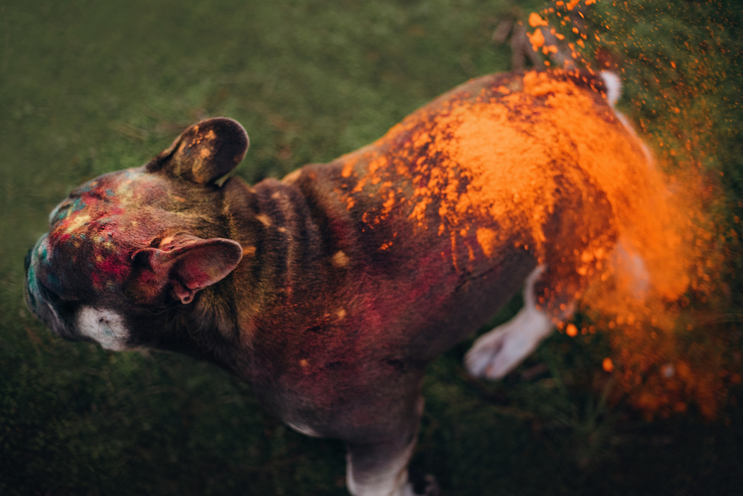 Рассвет в городе: французские бульдоги Лео и Фрэнк и Алена. Портфолио