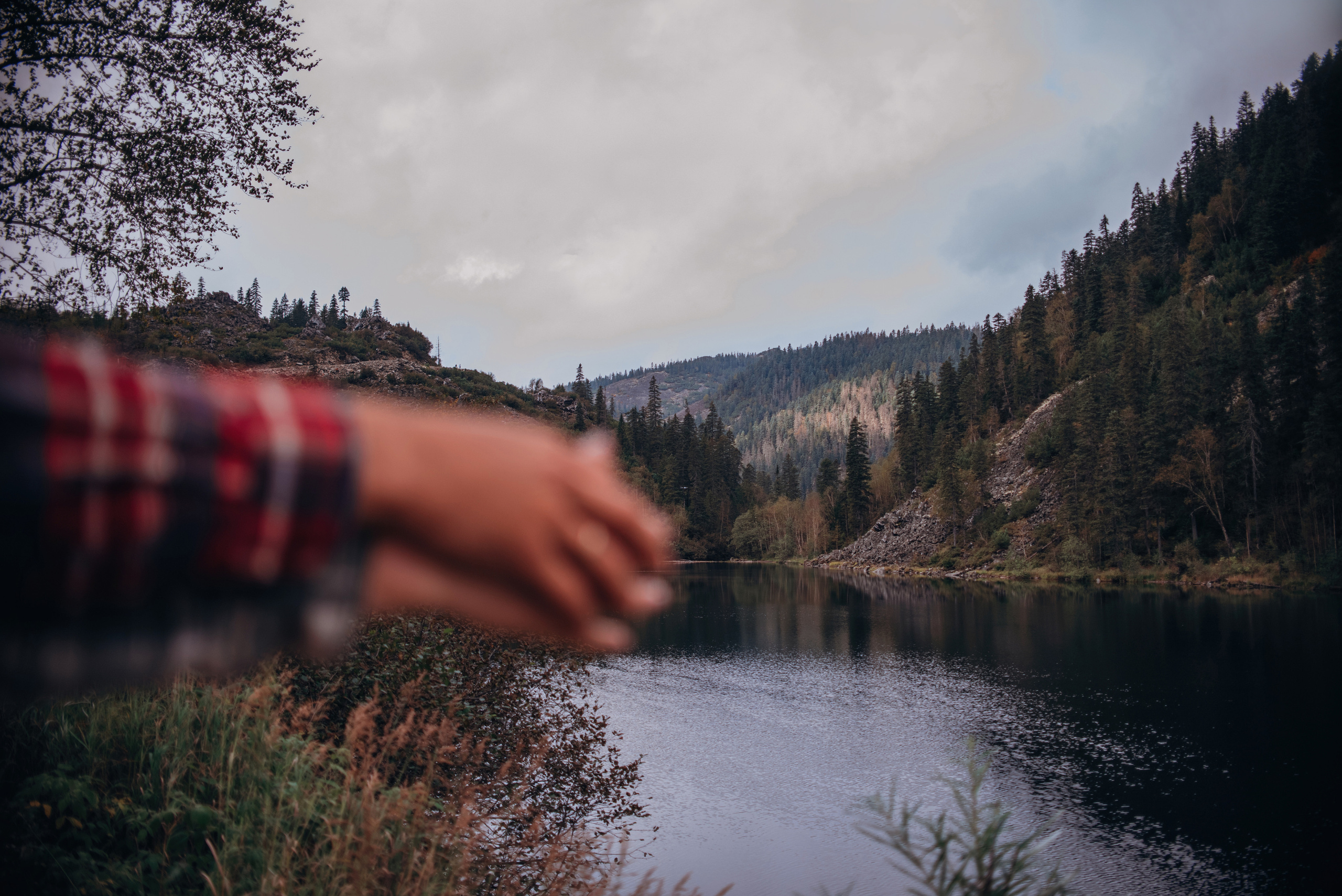 Амут: кеесхонд Верона, малинуа Бэрри, Юля и Леша. Портфолио