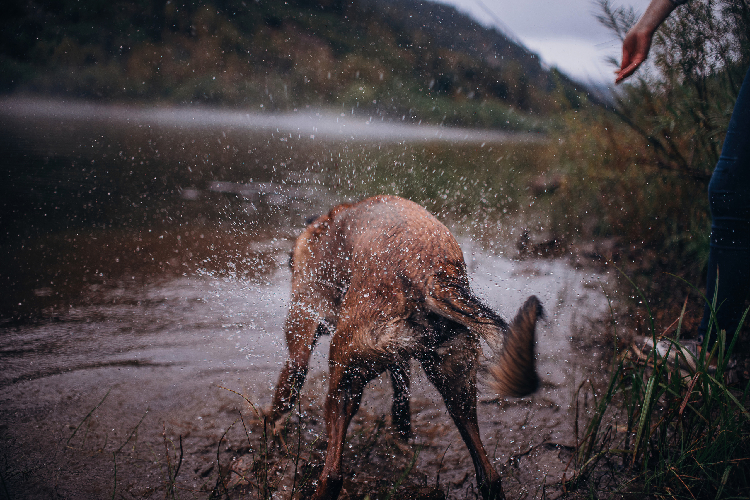 Амут: кеесхонд Верона, малинуа Бэрри, Юля и Леша. Портфолио