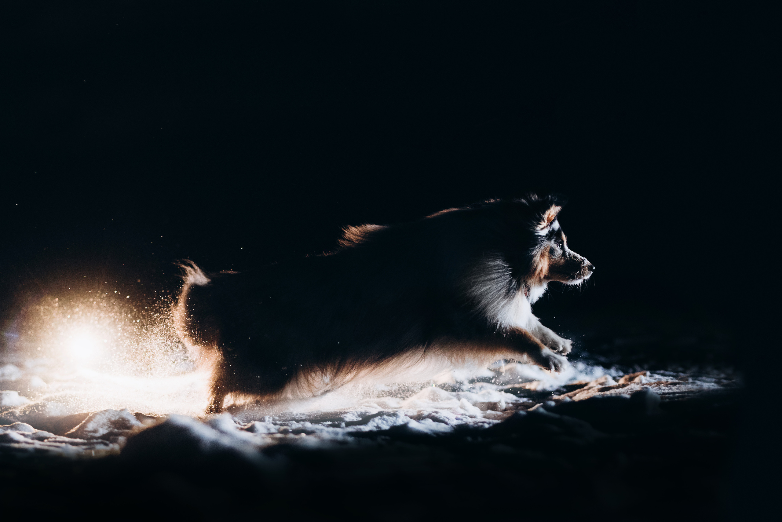 Шелти Расс. Портфолио