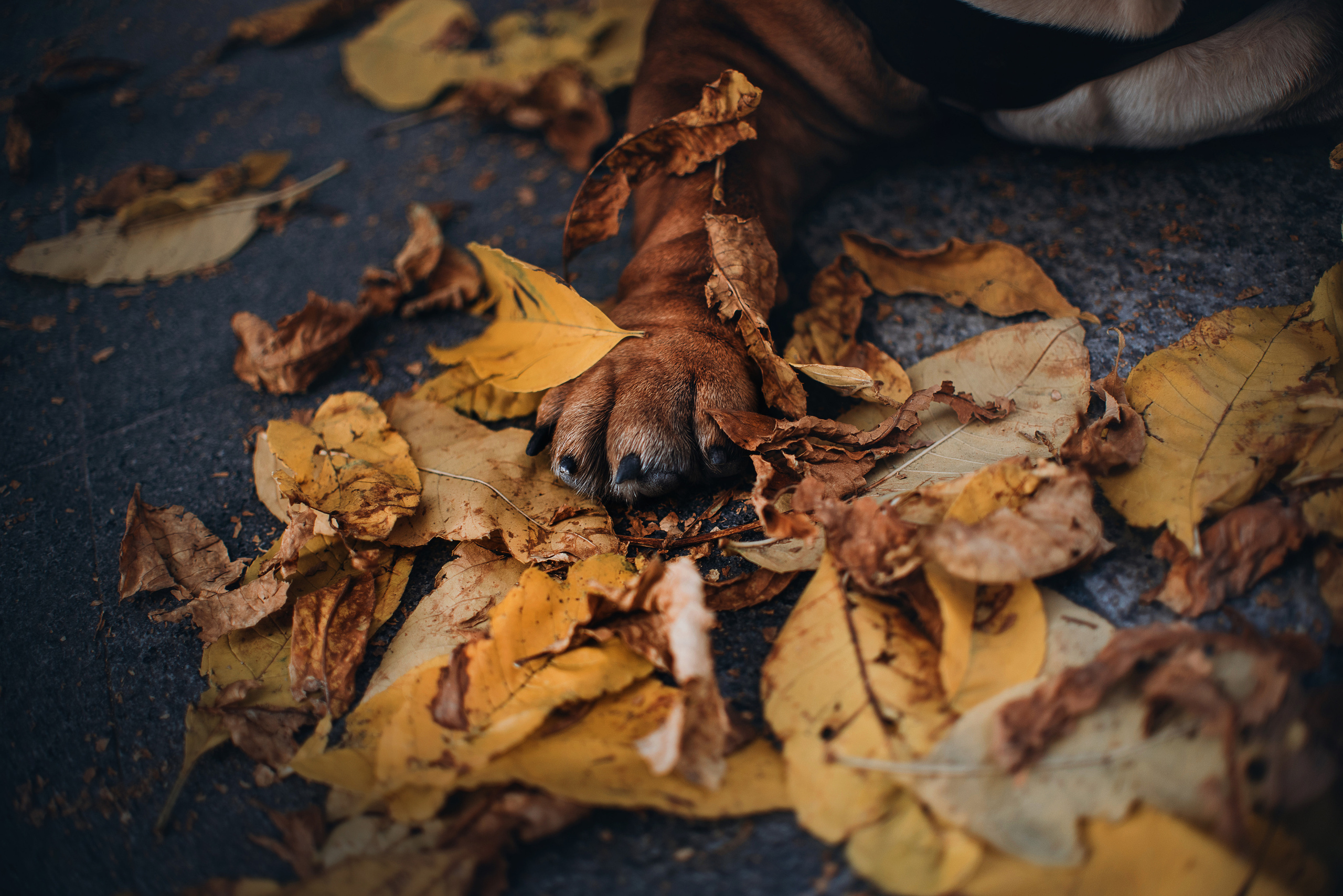 Рассвет в городе: бульдог Роберт и Юля. Портфолио