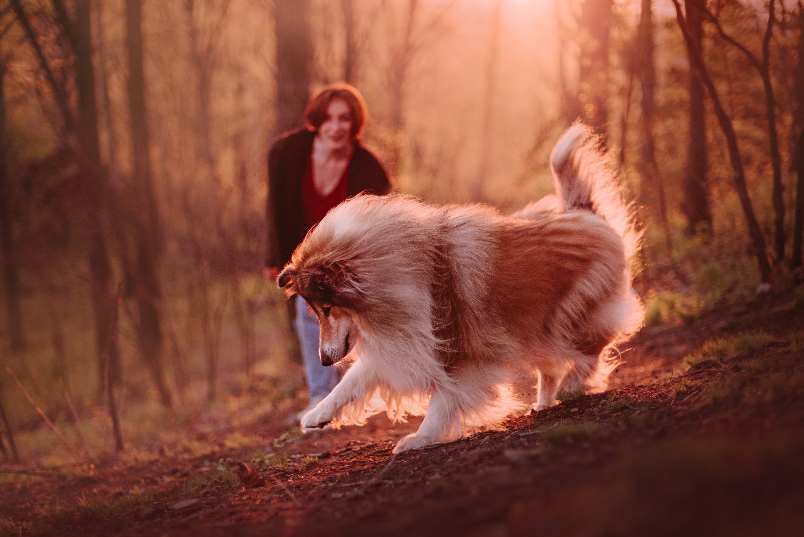 Колли Айра и Настя. Портфолио