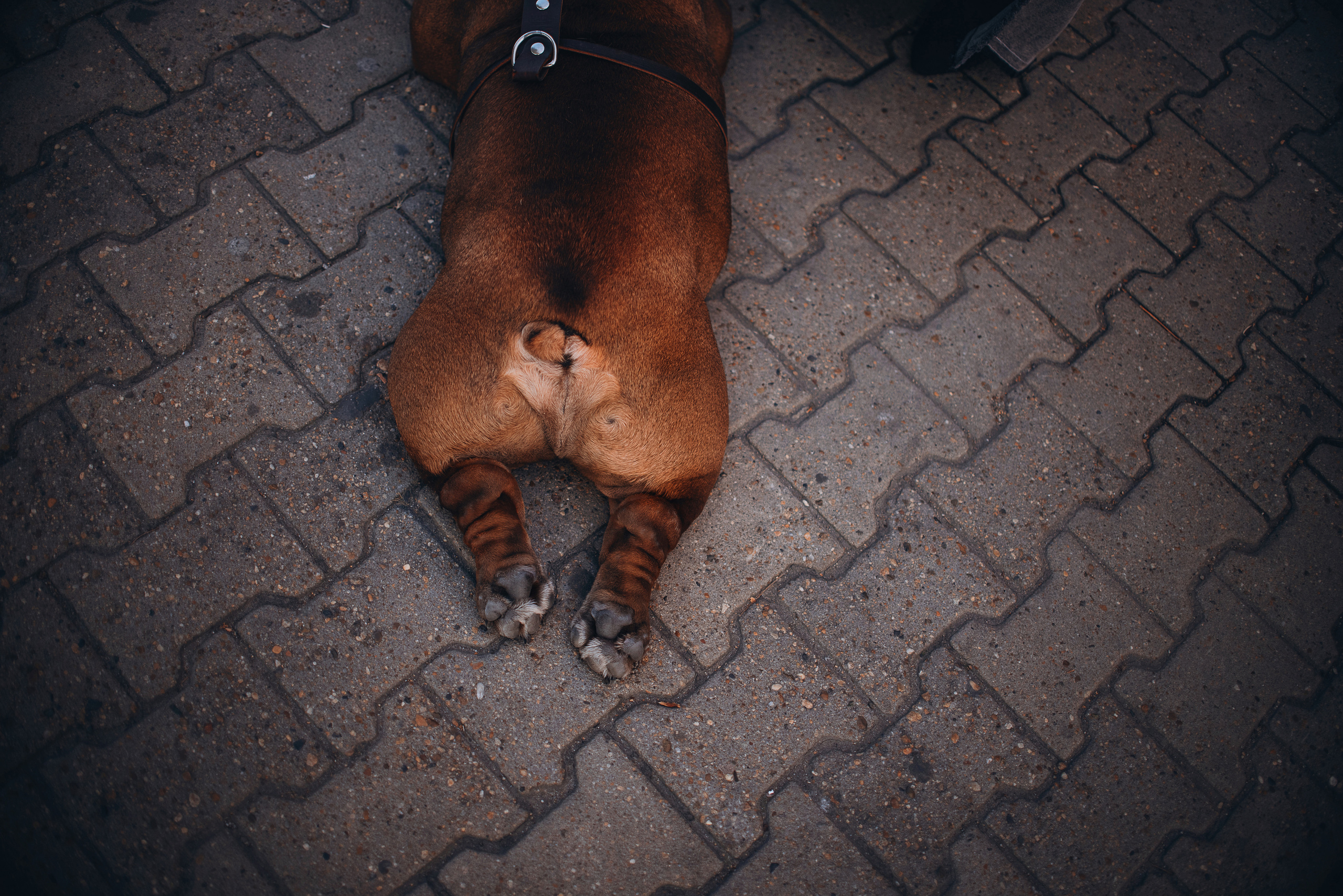 Рассвет в городе: бульдог Роберт и Юля. Портфолио