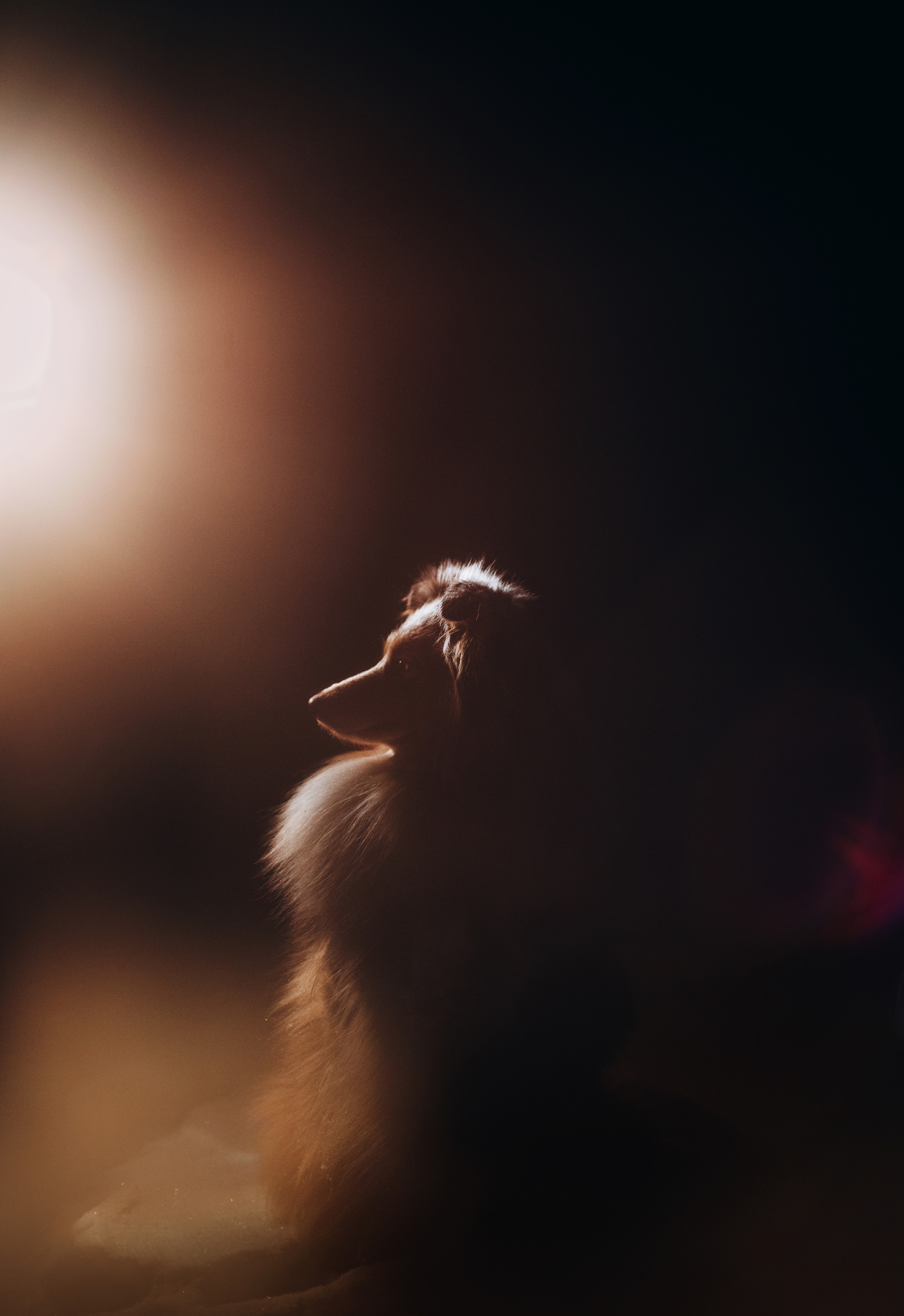 Шелти Расс. Портфолио